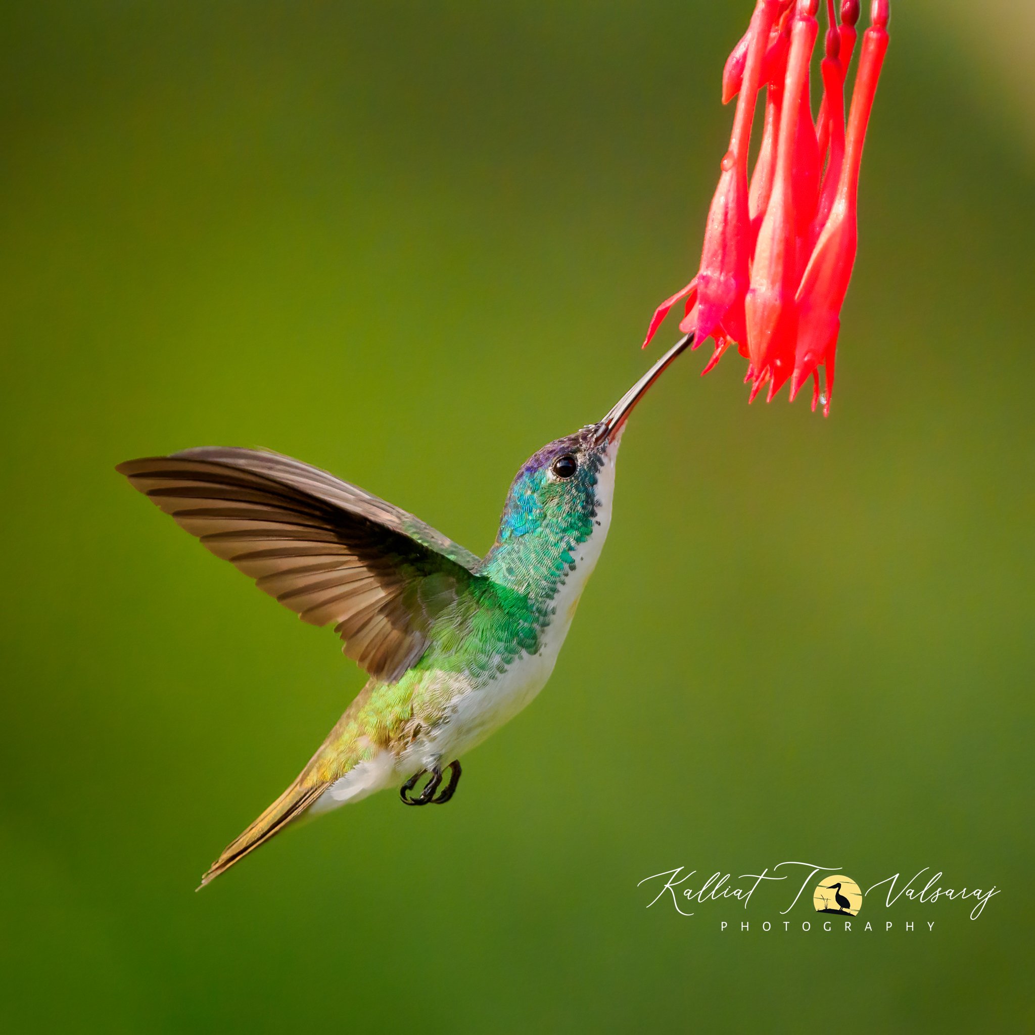 Andean%20emerald%20(2%20of%201).jpeg