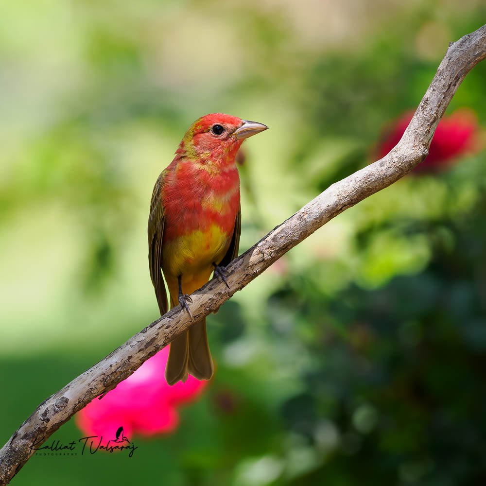 Summer Tanager (male) - These beautiful birds have maintained their numbers in the US. However, their habitats have been under assault and hence there is apprehension about its status as a non-threatened species. A large number of them get killed d