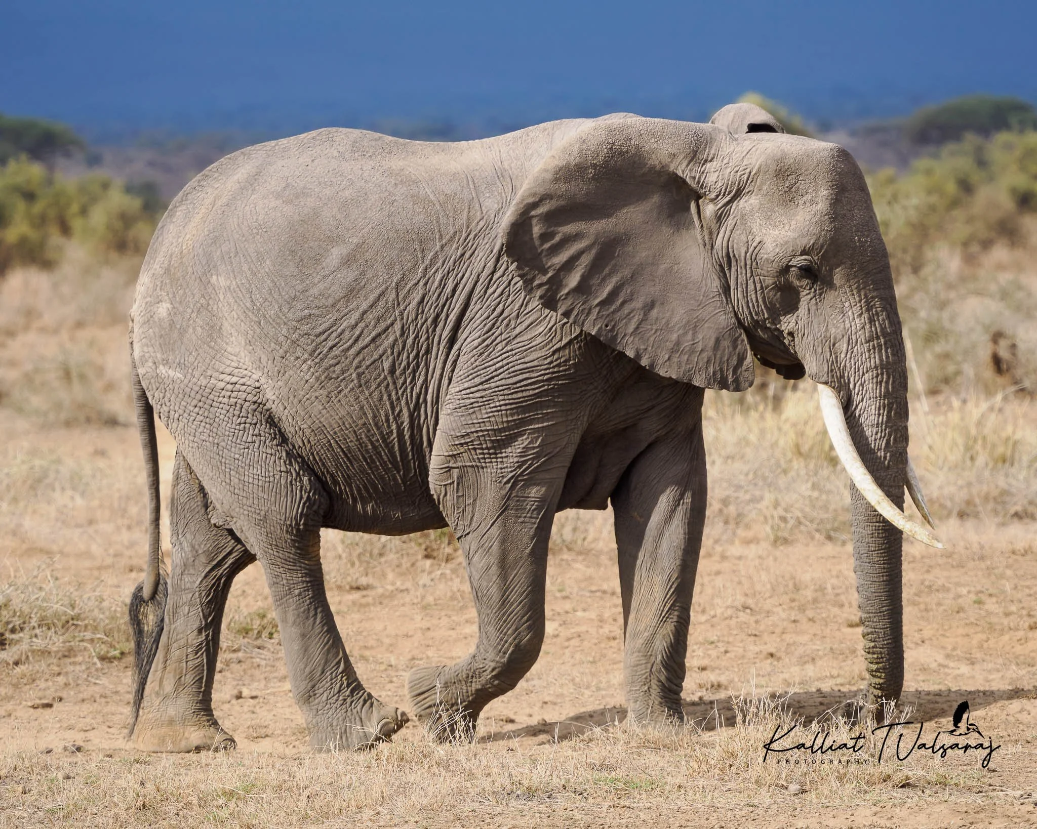 African elephants - Kenya (7 of 1).jpg