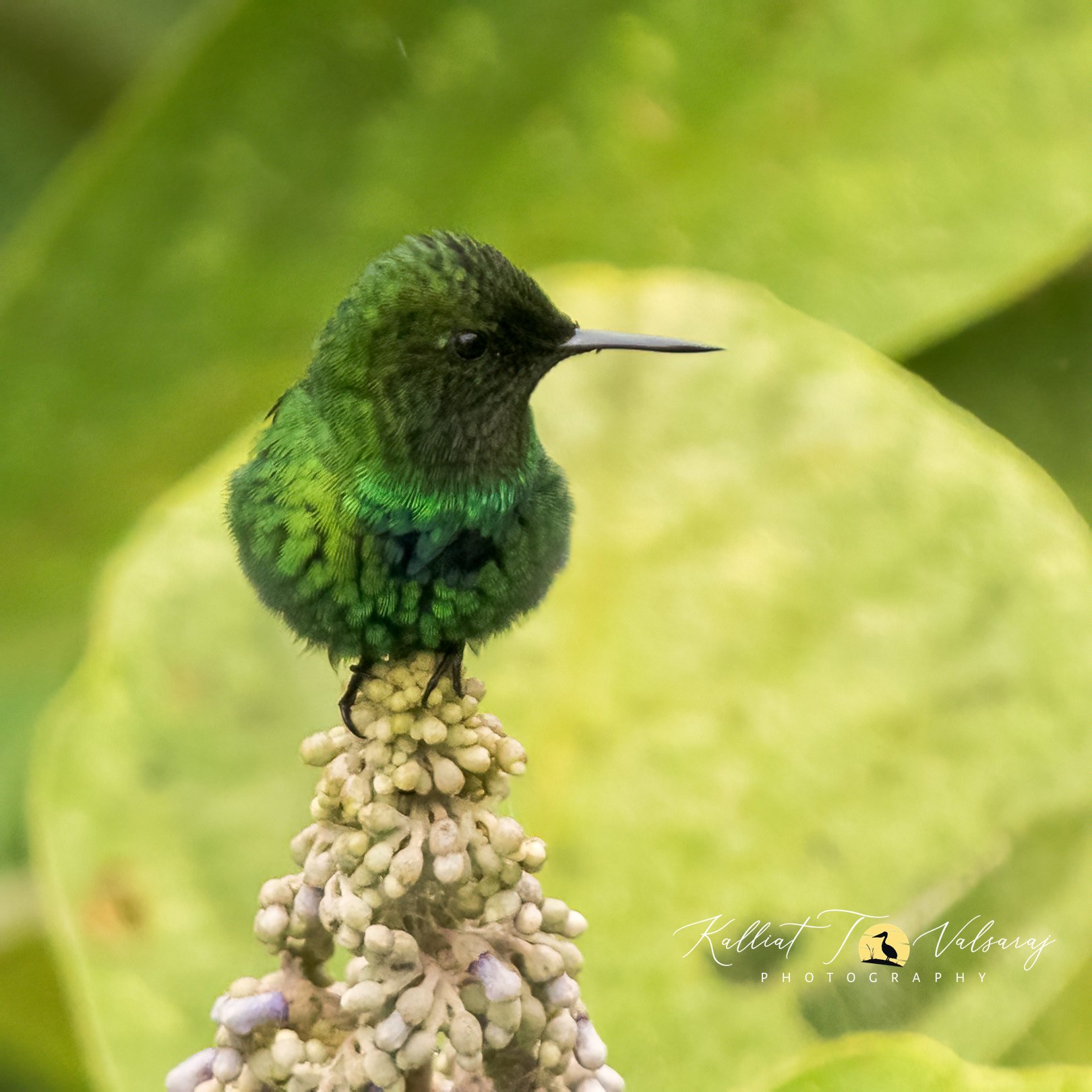 Green%20thortail%20(1%20of%201).jpeg