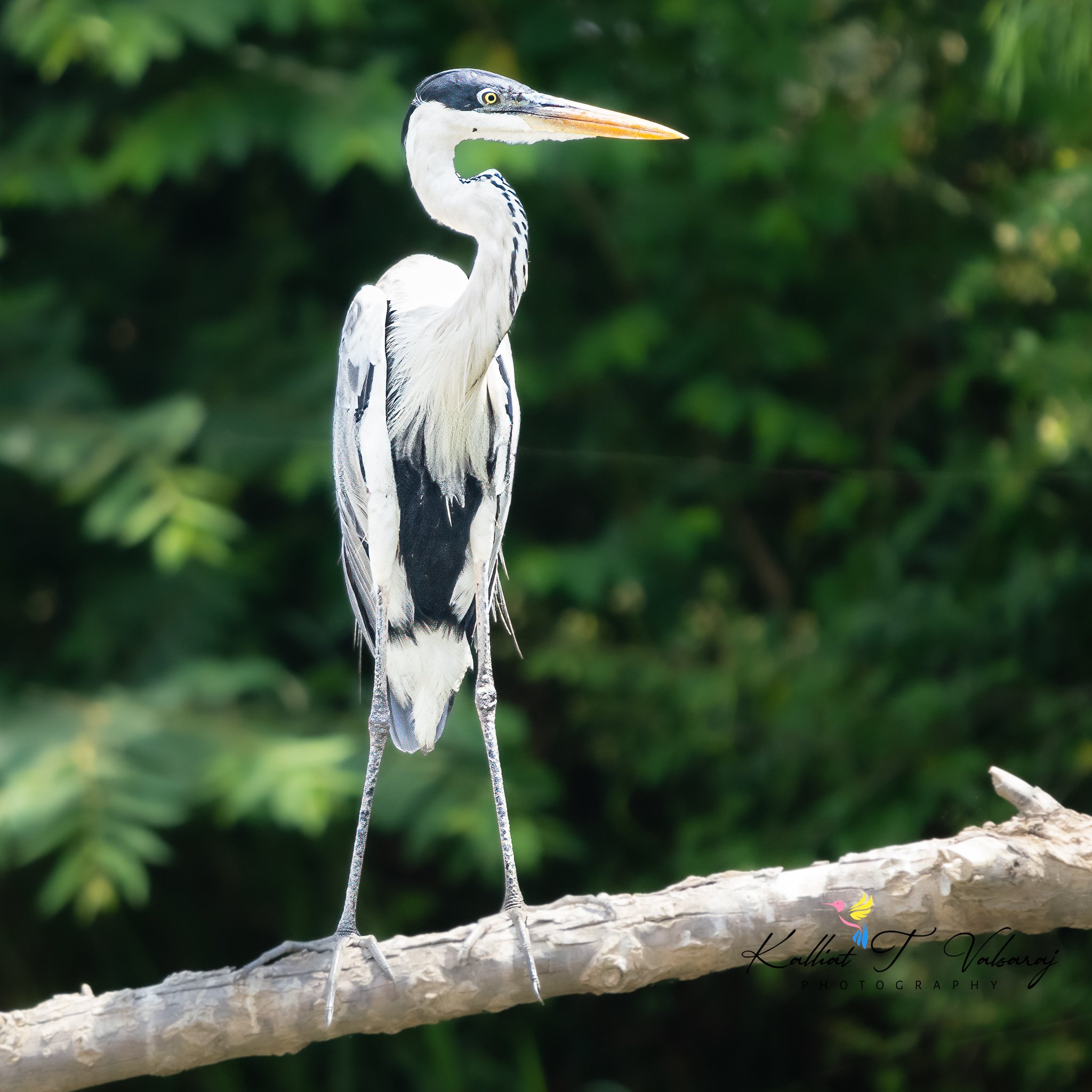 cocoi heron-1-2.jpeg
