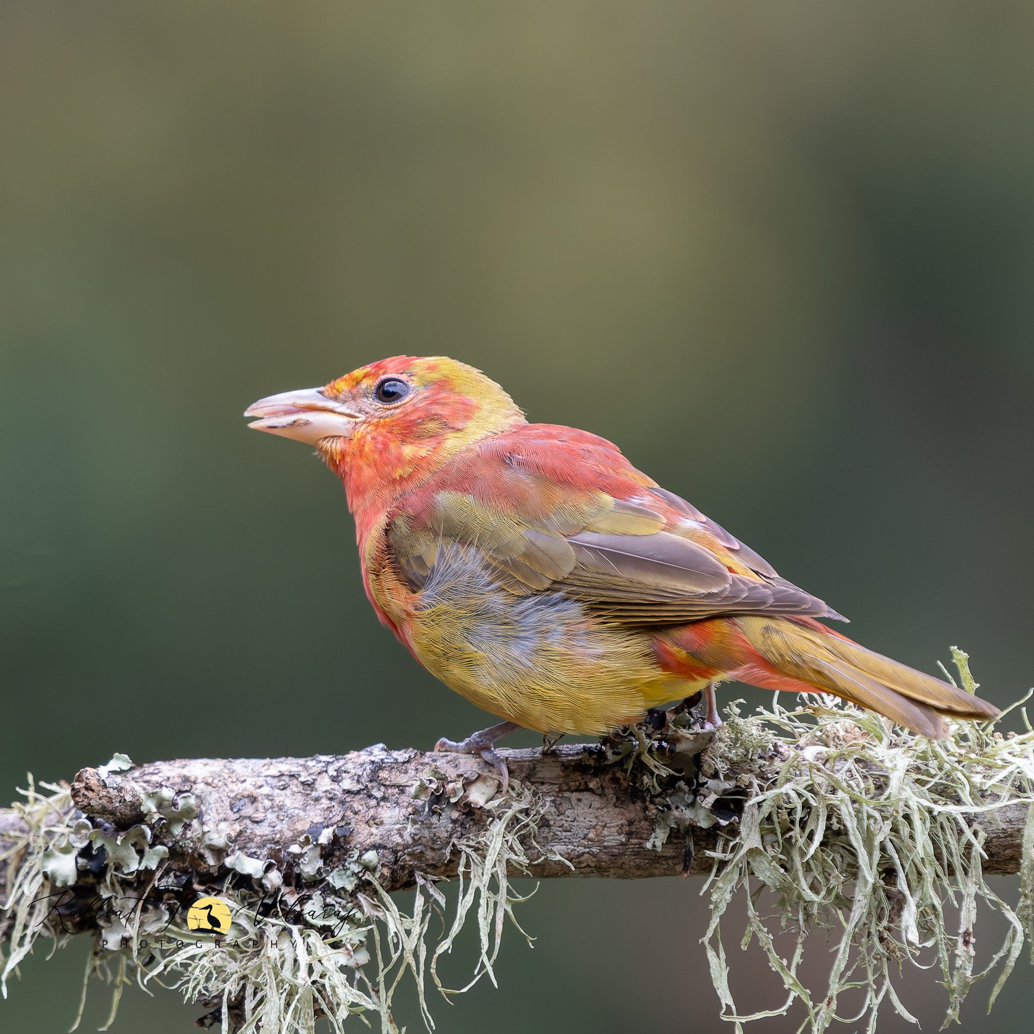 Summer%20Tanager%20(1%20of%201).jpeg
