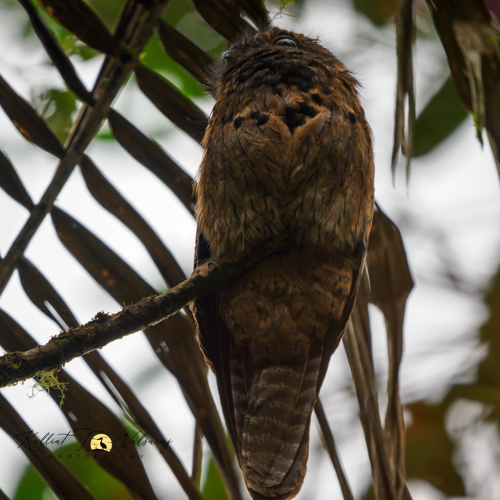 Common%20Potoo%20(1%20of%201).jpeg