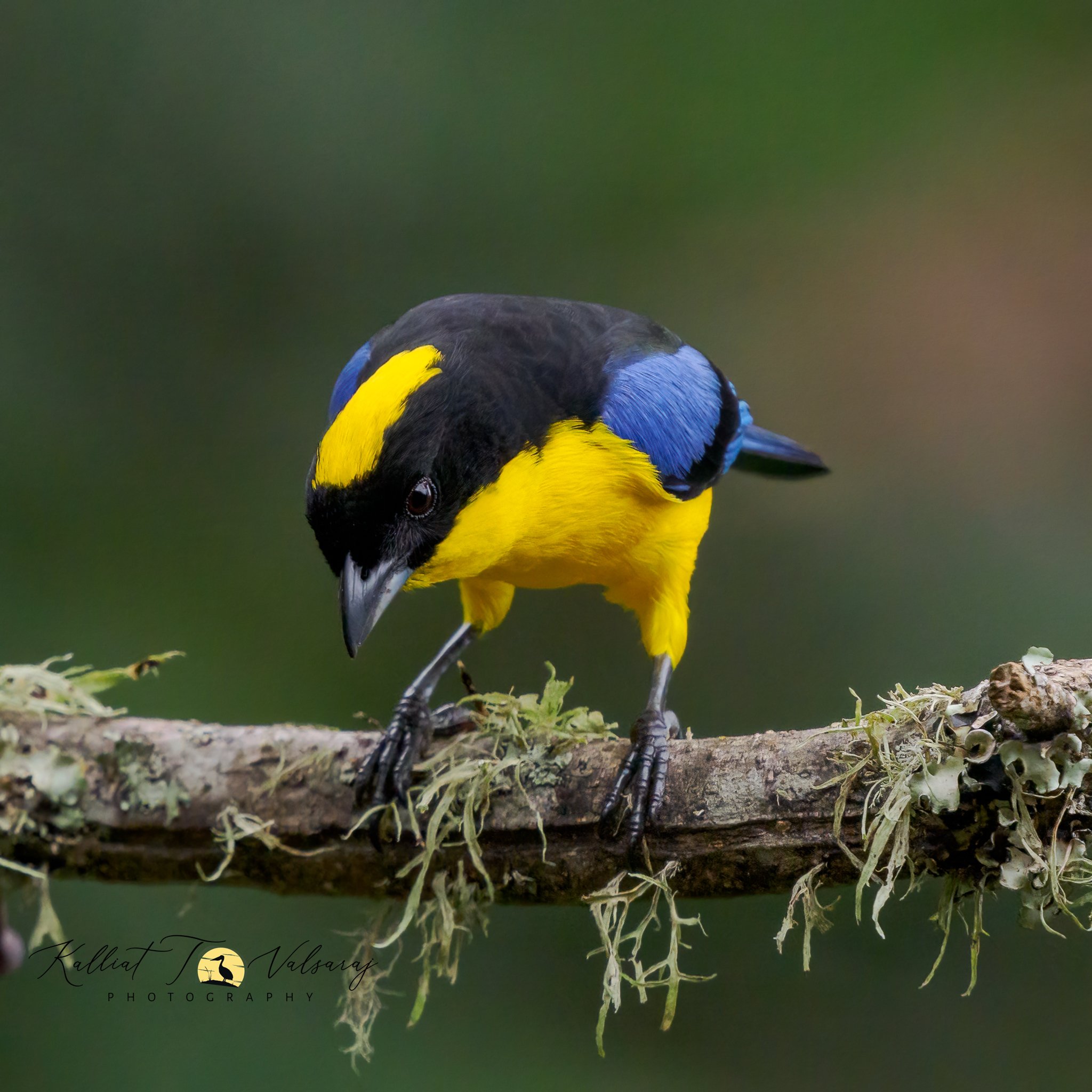 Blue-winged%20mountain%20tanager%20(2%20of%201).jpeg