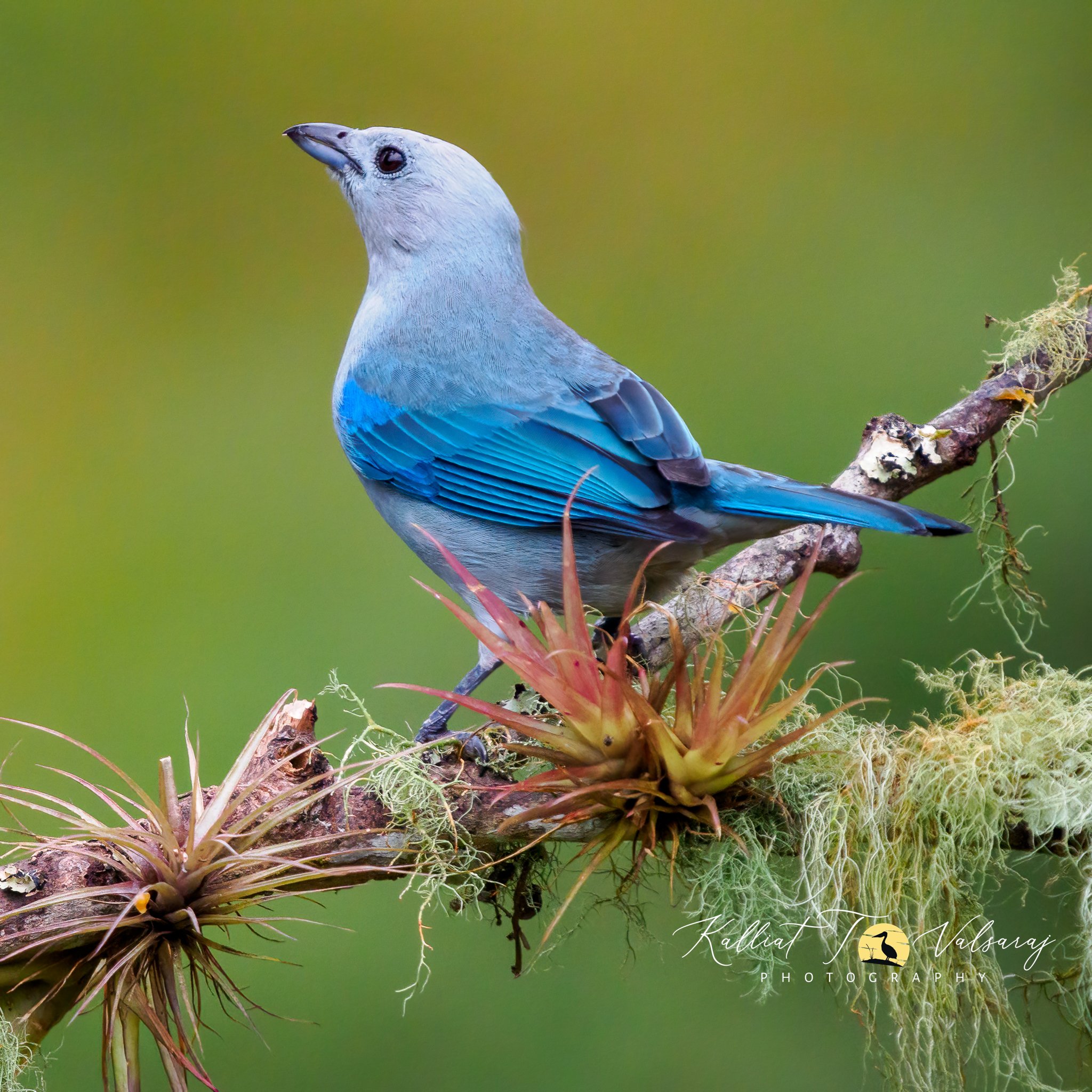Blue%20gray%20tanager%20(1%20of%201).jpeg