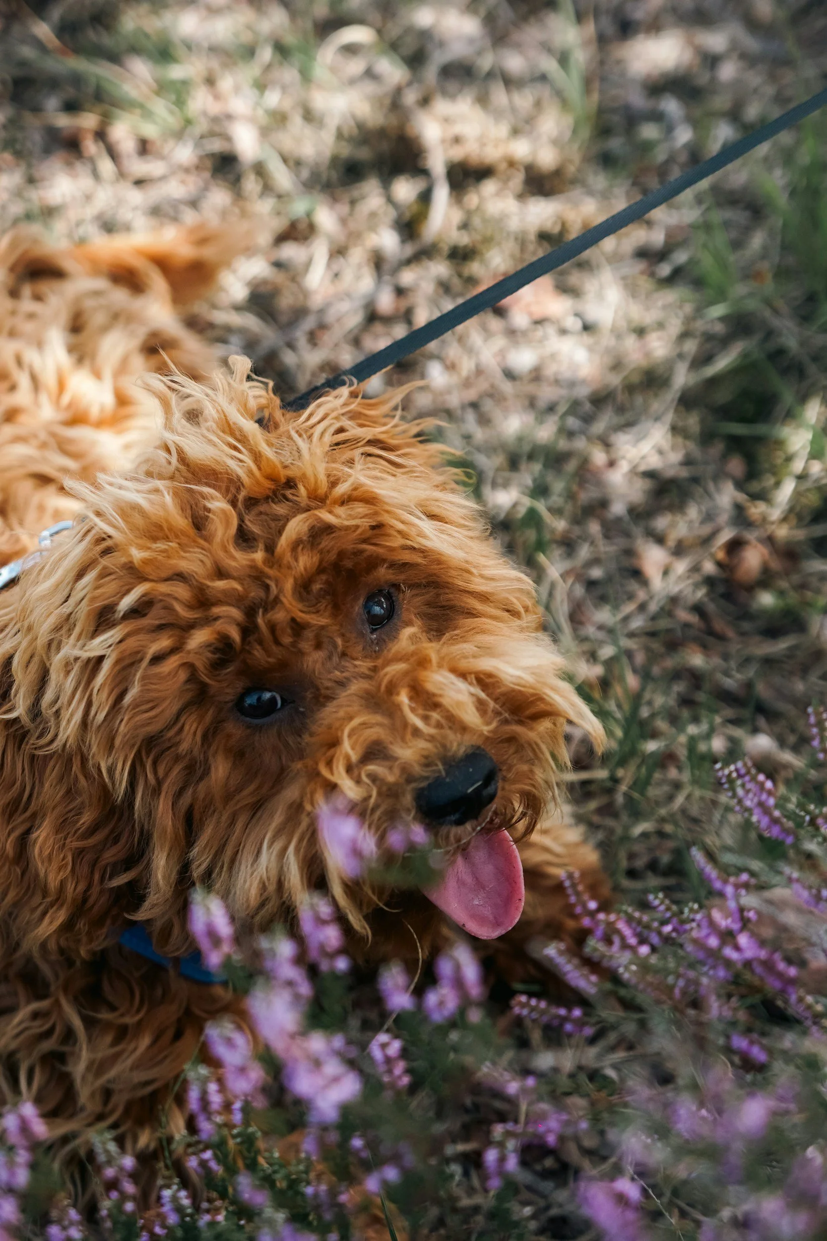 What A Dog Taught Me About Intuition