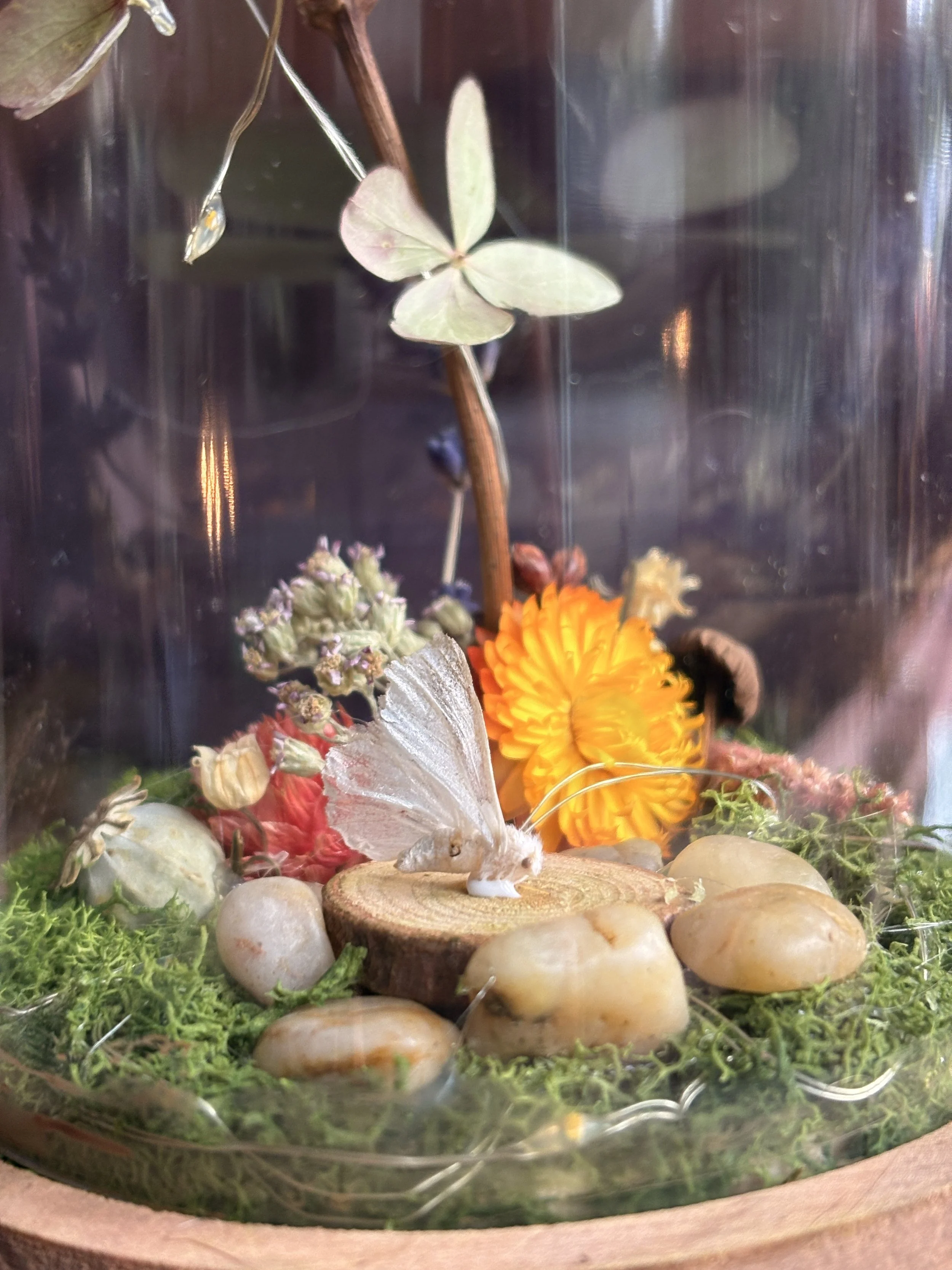 Fairy Garden Terrariums 