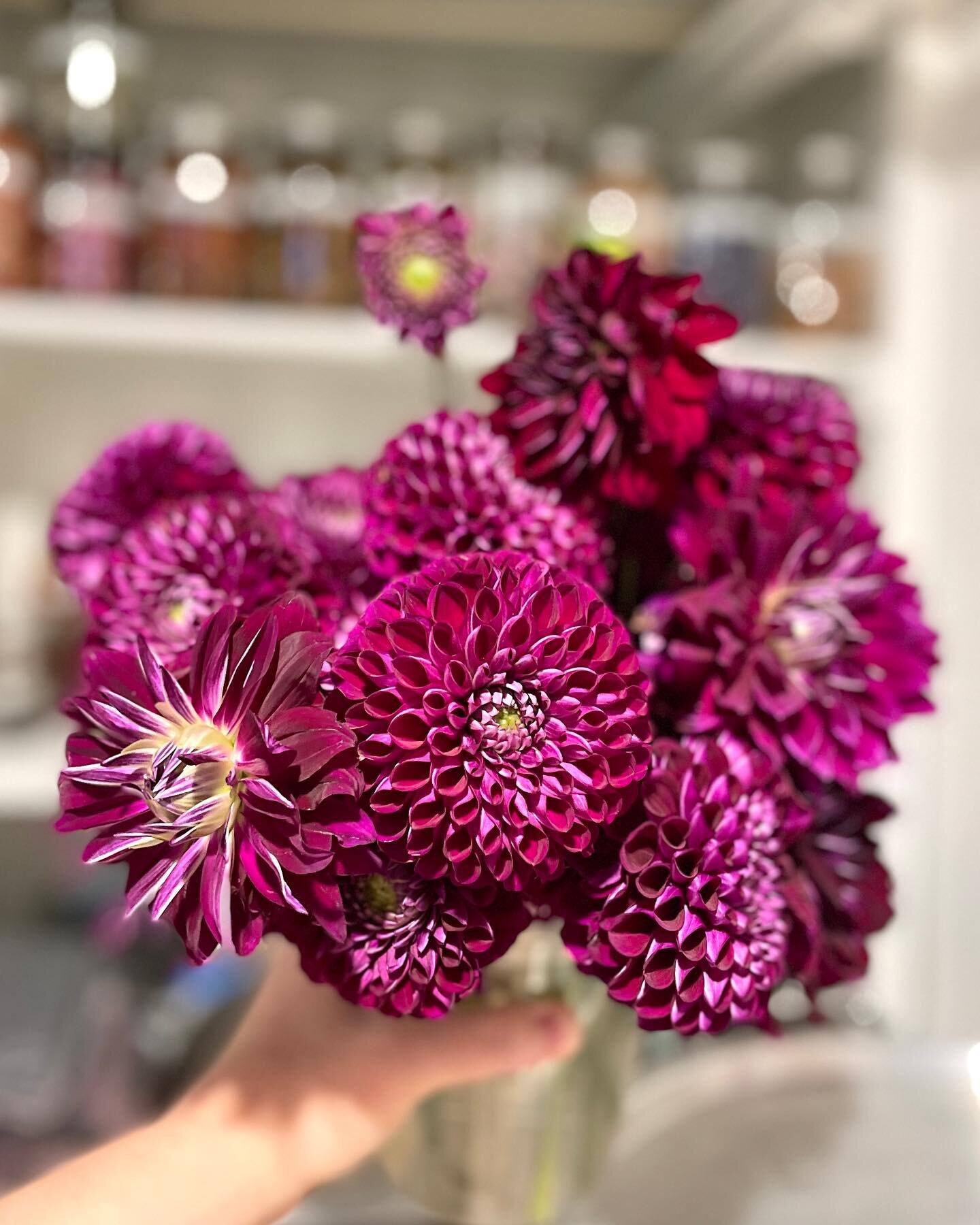 Did you know that dahlias can be used for dye? Thanks to @sunborngardens my studio got a lot prettier and my dye flower collection grew! I will dry these blooms and bring them with me to my bundle dye workshop @olbrichgardens next weekend. Come see w