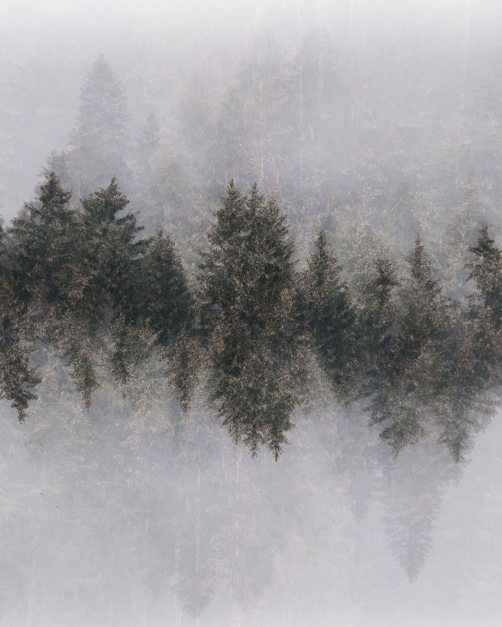 forêt sombre-photographie créative.jpg
