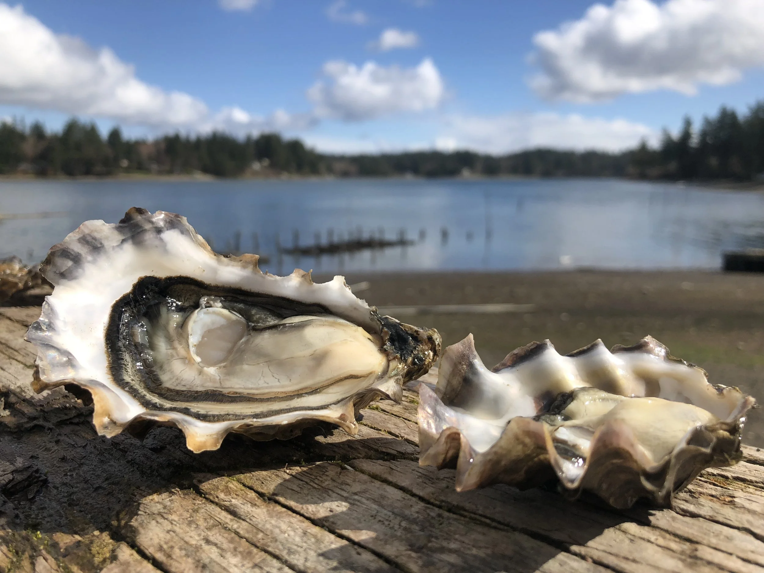 The Fjord Oyster Bank Hoodsport WA — Tracing the Fjord Hood Canal