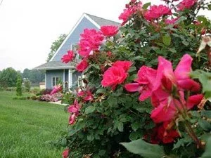 Create a More Environmentally Friendly Landscape