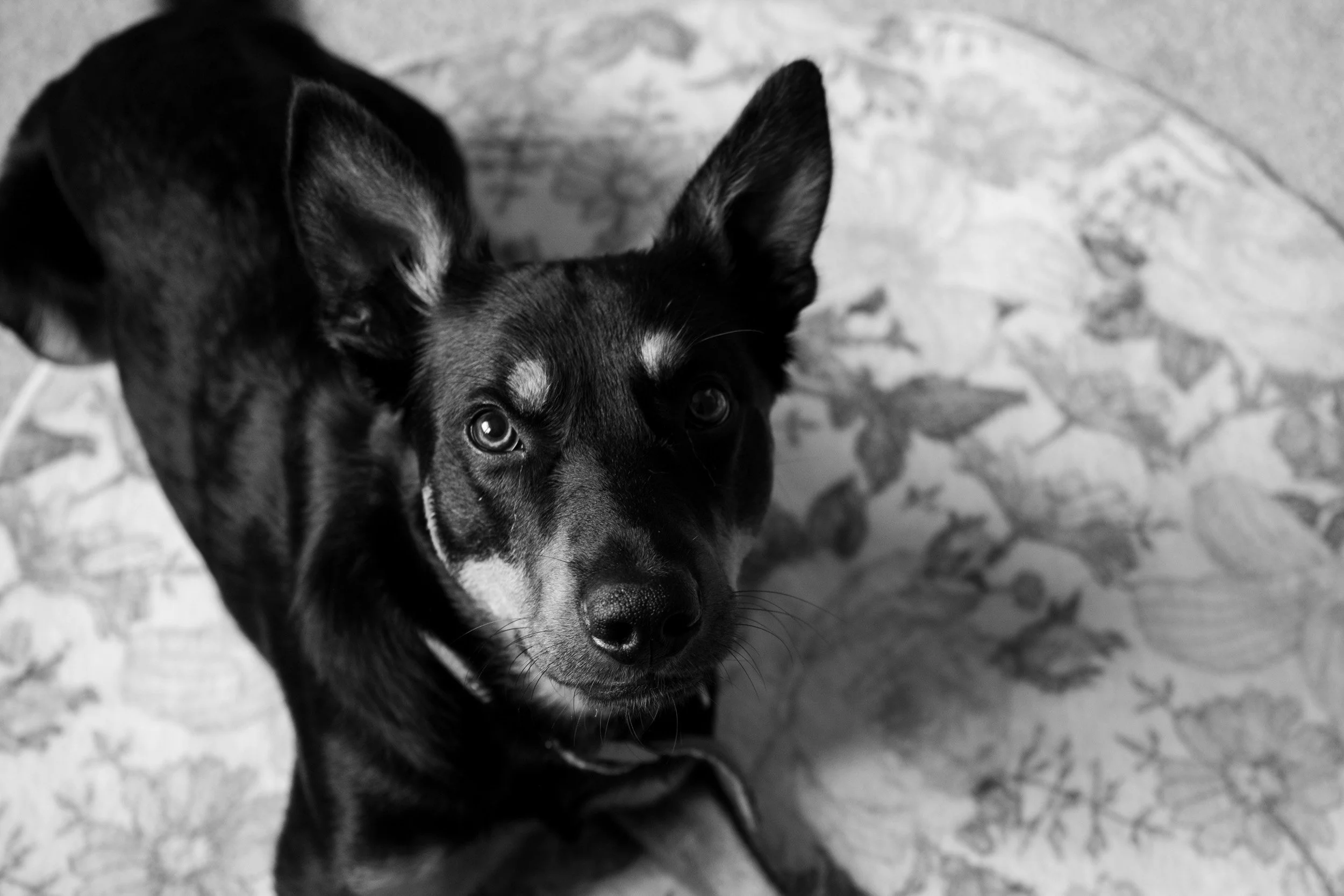 Elsie-23.jpg