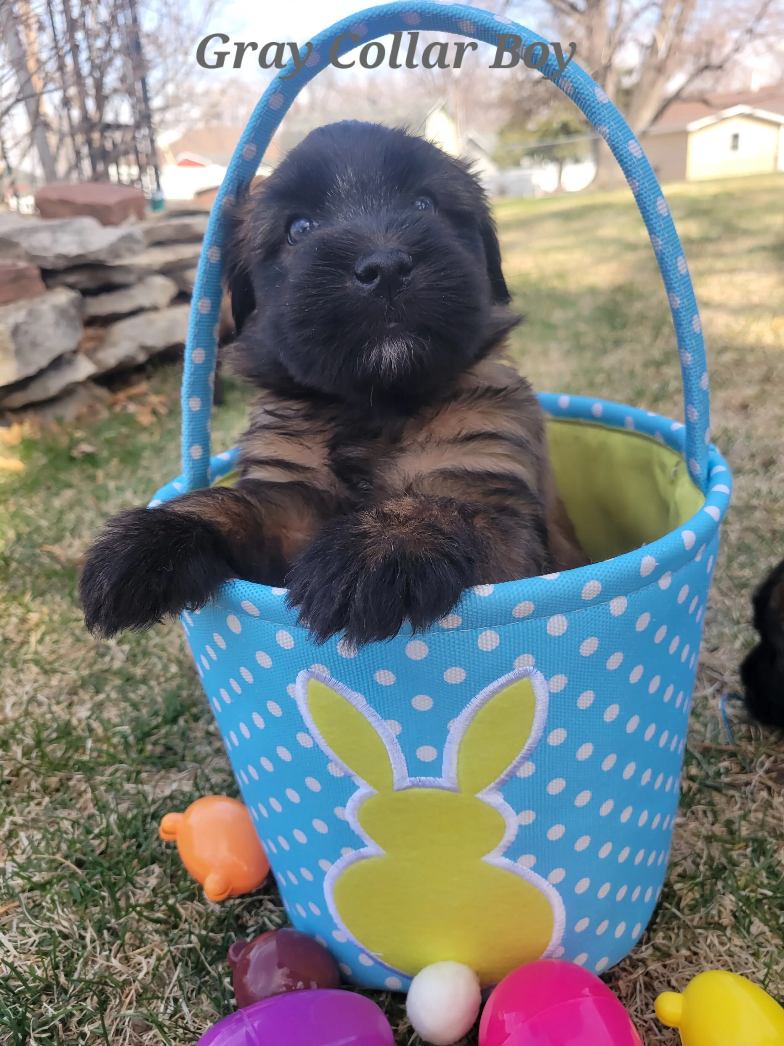 Gray Collar — ARRK Wheaten Terriers