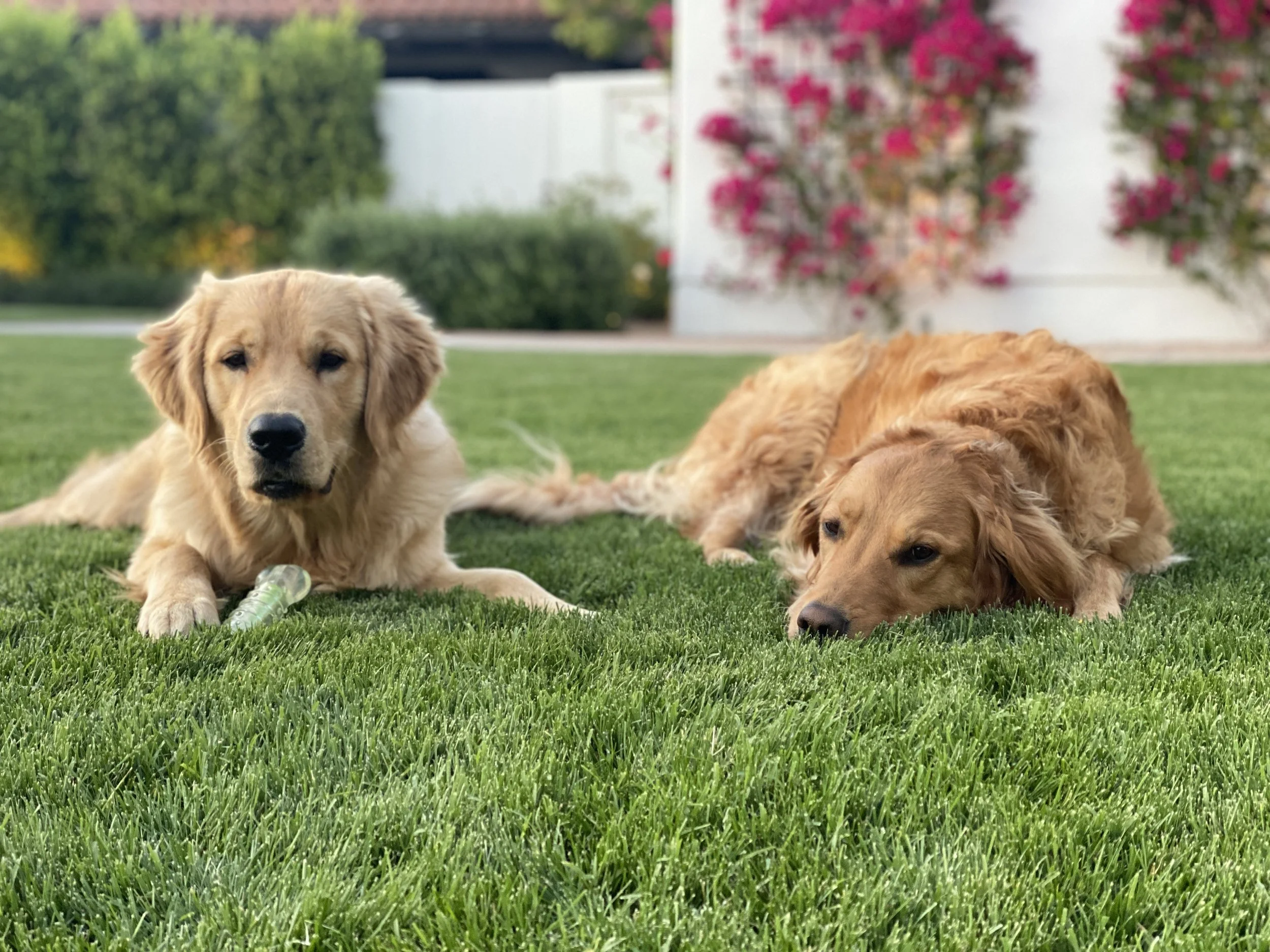 Two golden retrievers lounging in the yard
