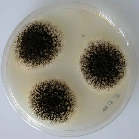 Aspergillus-niger-colony-on-CZ-agar..jpg