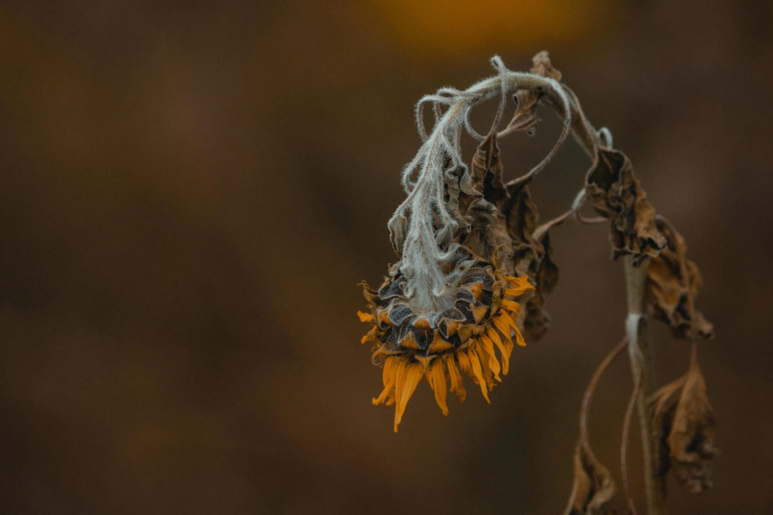 wilted sunflower depleted