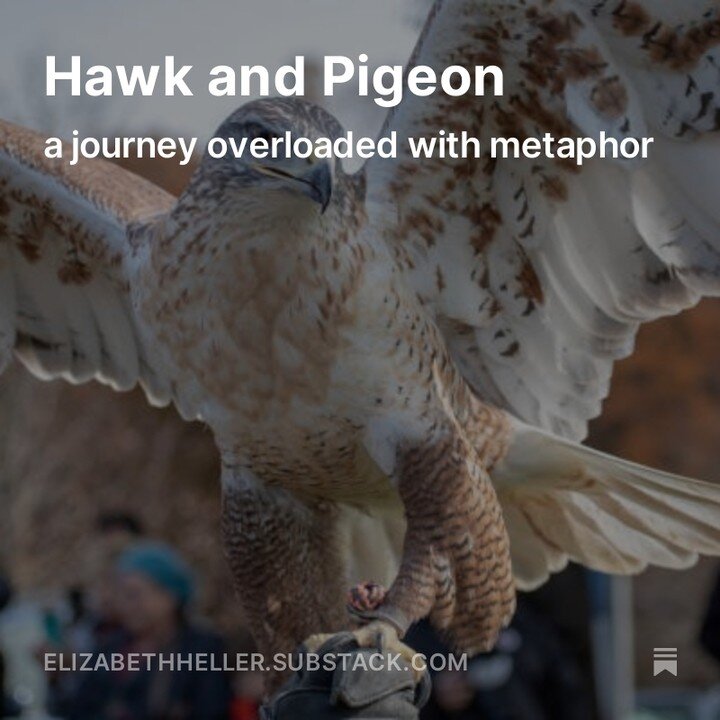 Journey's hold meaning. My trip last week began with a hawk killing a pigeon in the airport garage in front of my eyes! Read all about it: https://open.substack.com/pub/elizabethheller/p/hawk-and-pigeon?r=2087f8&amp;utm_campaign=post&amp;utm_medium=w