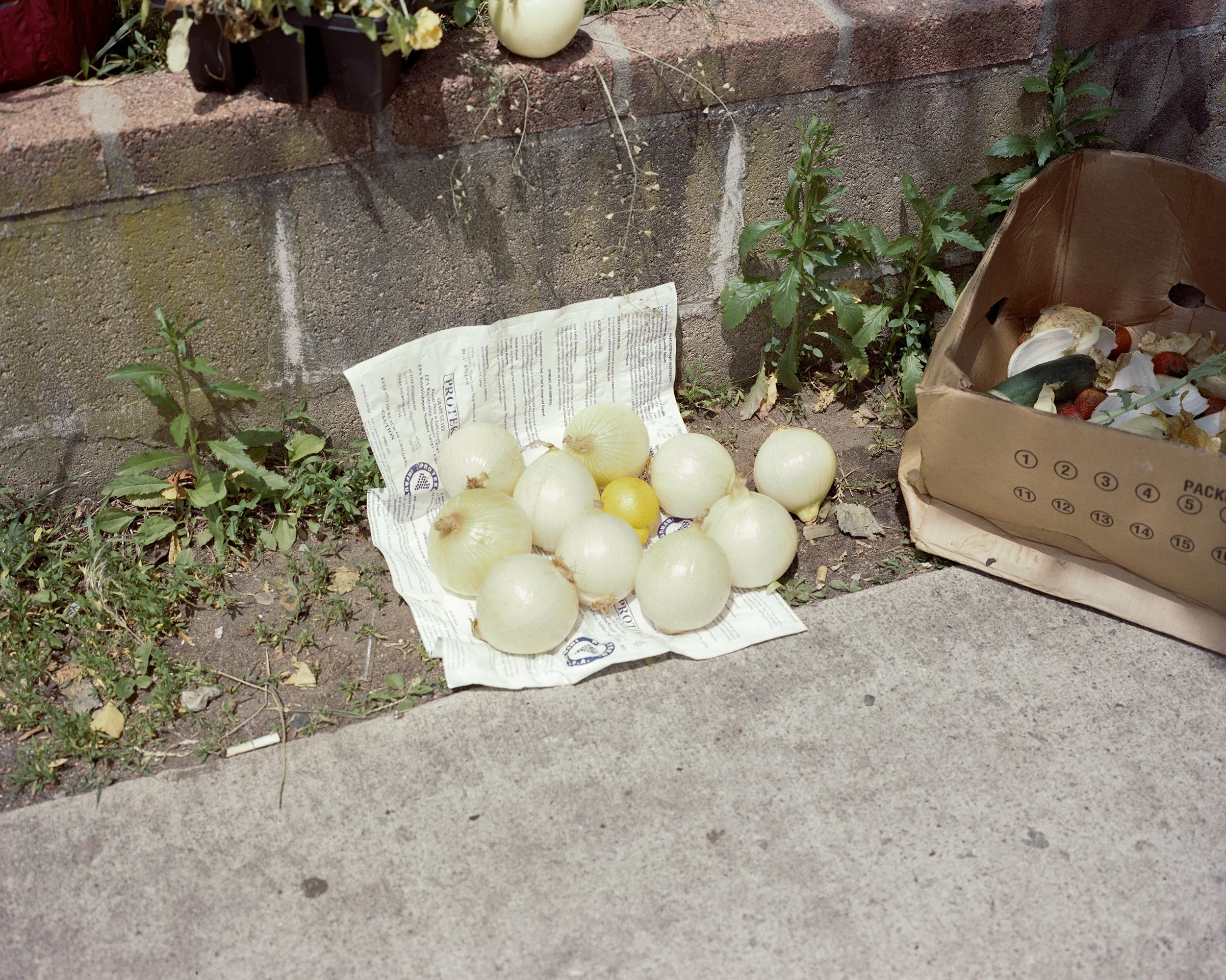 dorchester onion 001-Edit.jpg