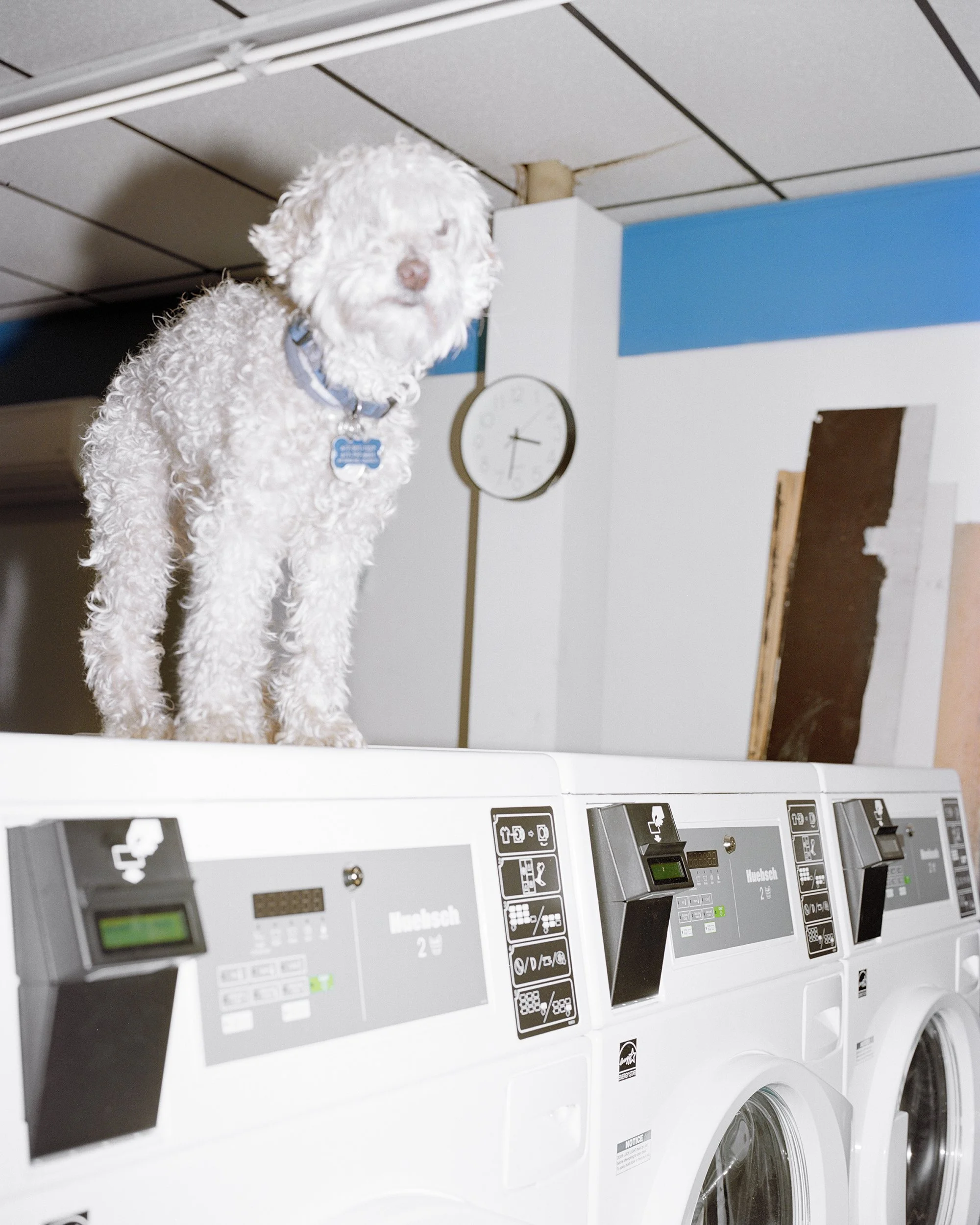 laundry dog re scan-Edit-Edit-Enhanced-SR.jpg