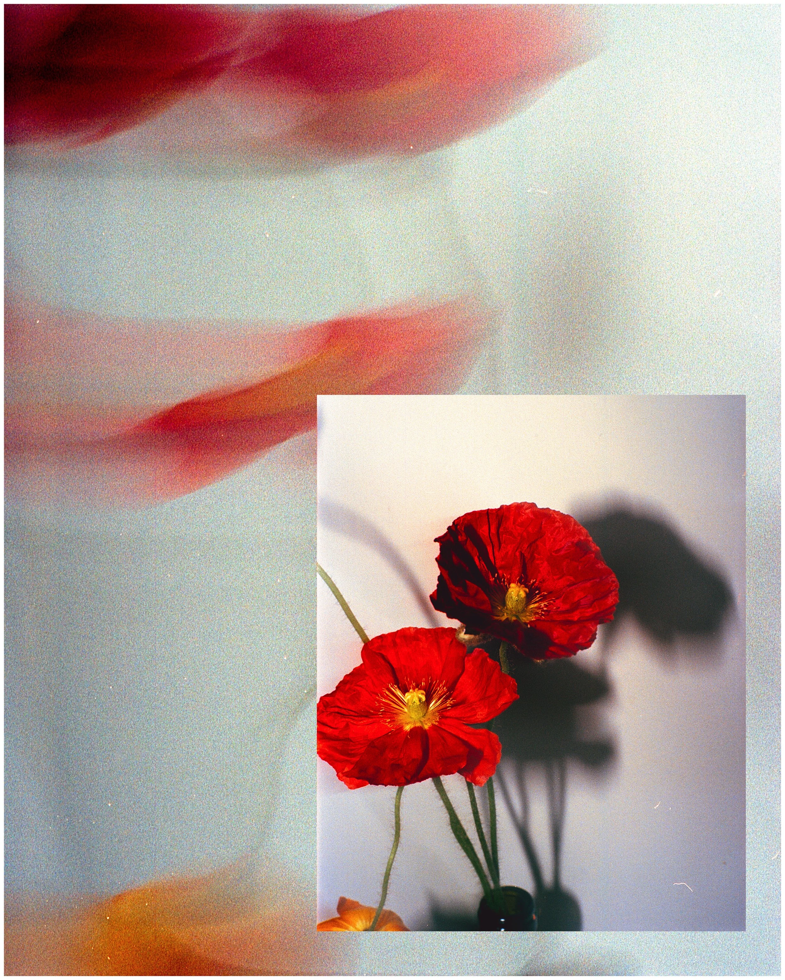 Flower3.jpg