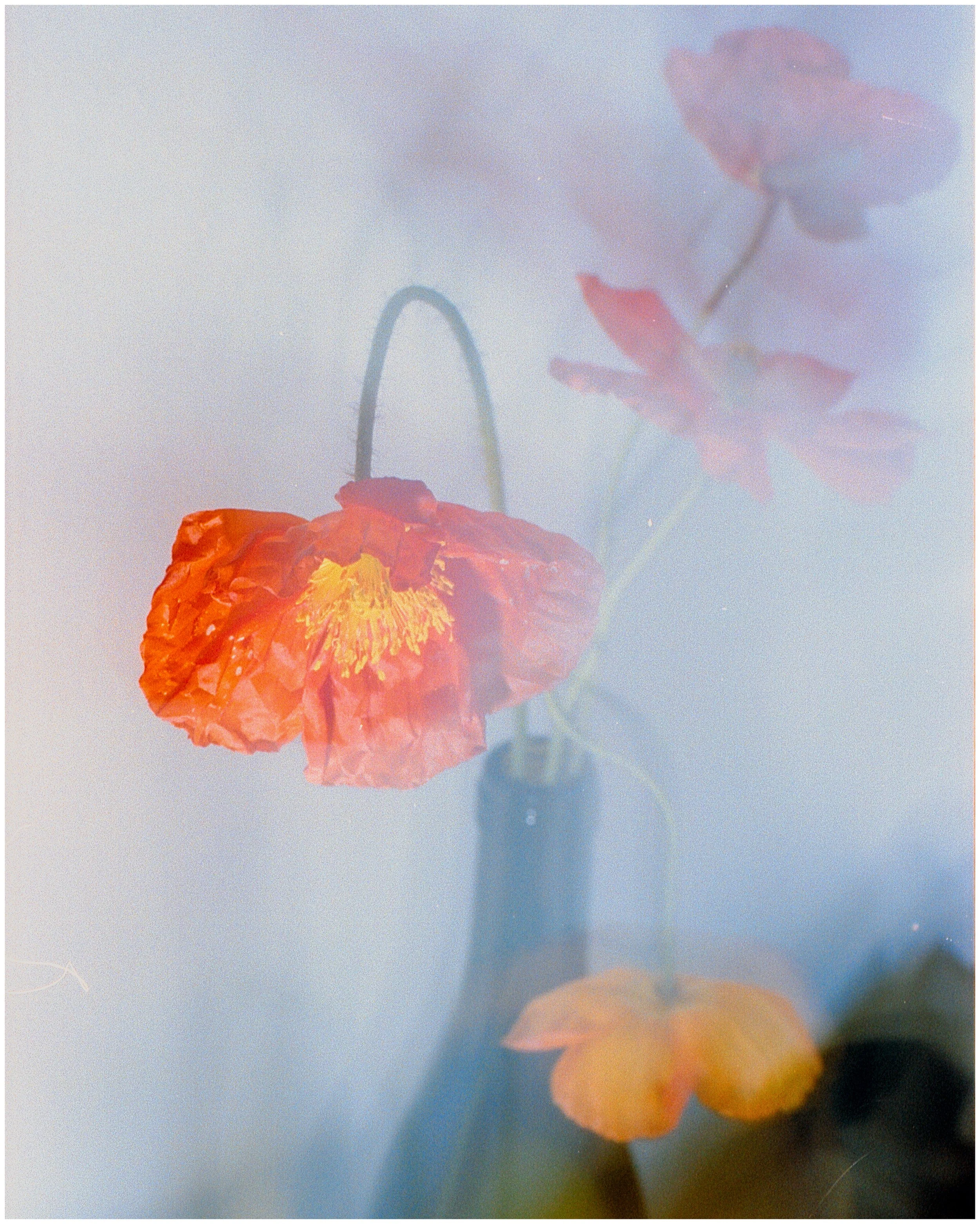Flower5.jpg