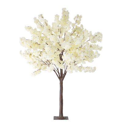 4FT Cream Dogwood Tree