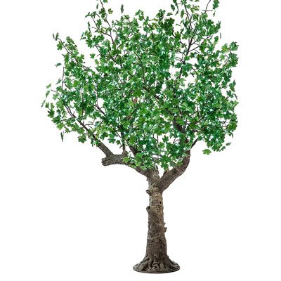 13FT Oak Tree