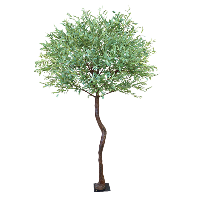 8FT Olive Tree