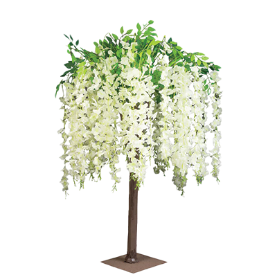 White-Weeping-Wisteria.png