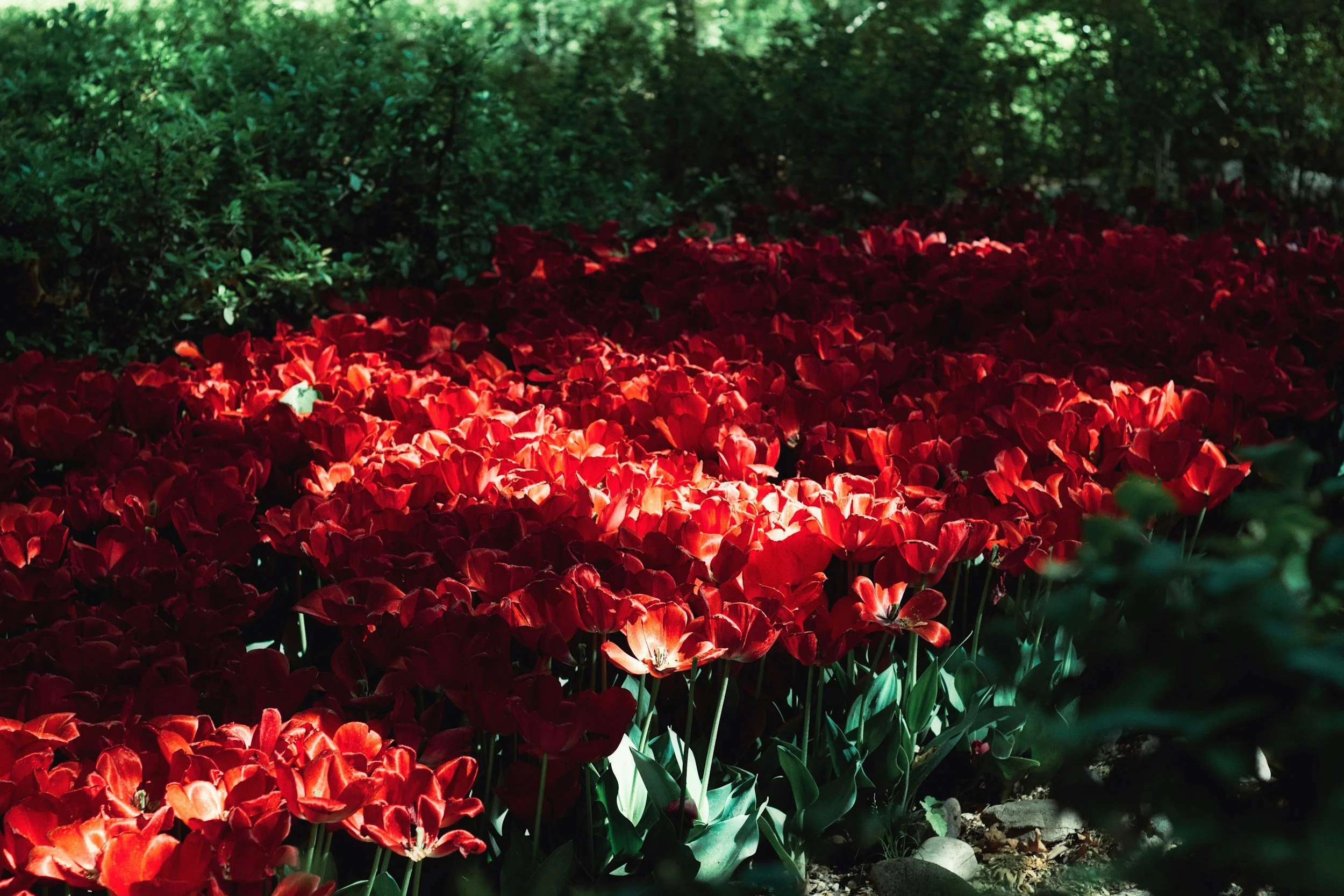 A field of red tulips dotted with shade and sun represent the growth and hope that come with Eating Disorder Treatment in Orlando, FL.