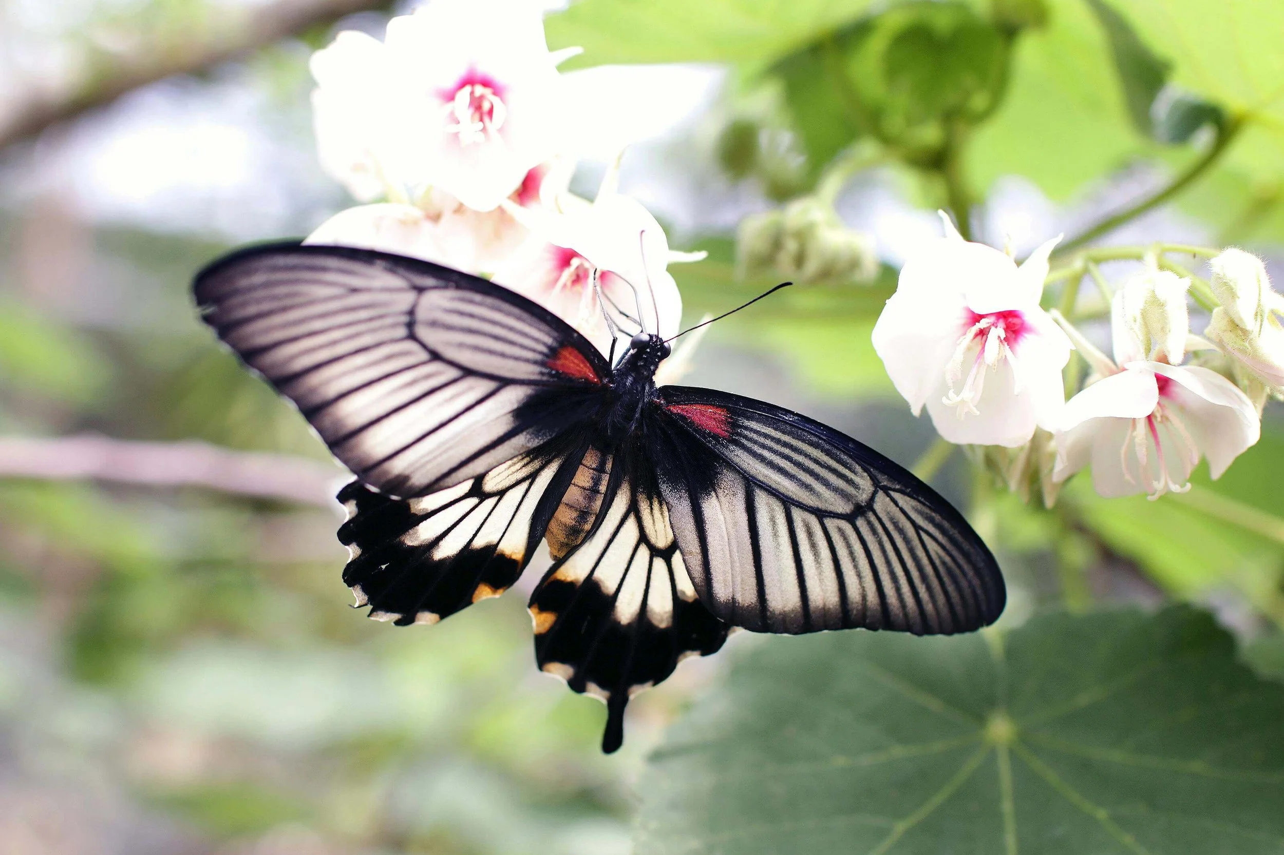 A black and cream butterfly rests on a soft white flower, symbolizing transformation and healing—an image often associated with eating disorder therapy in Orlando, Florida.