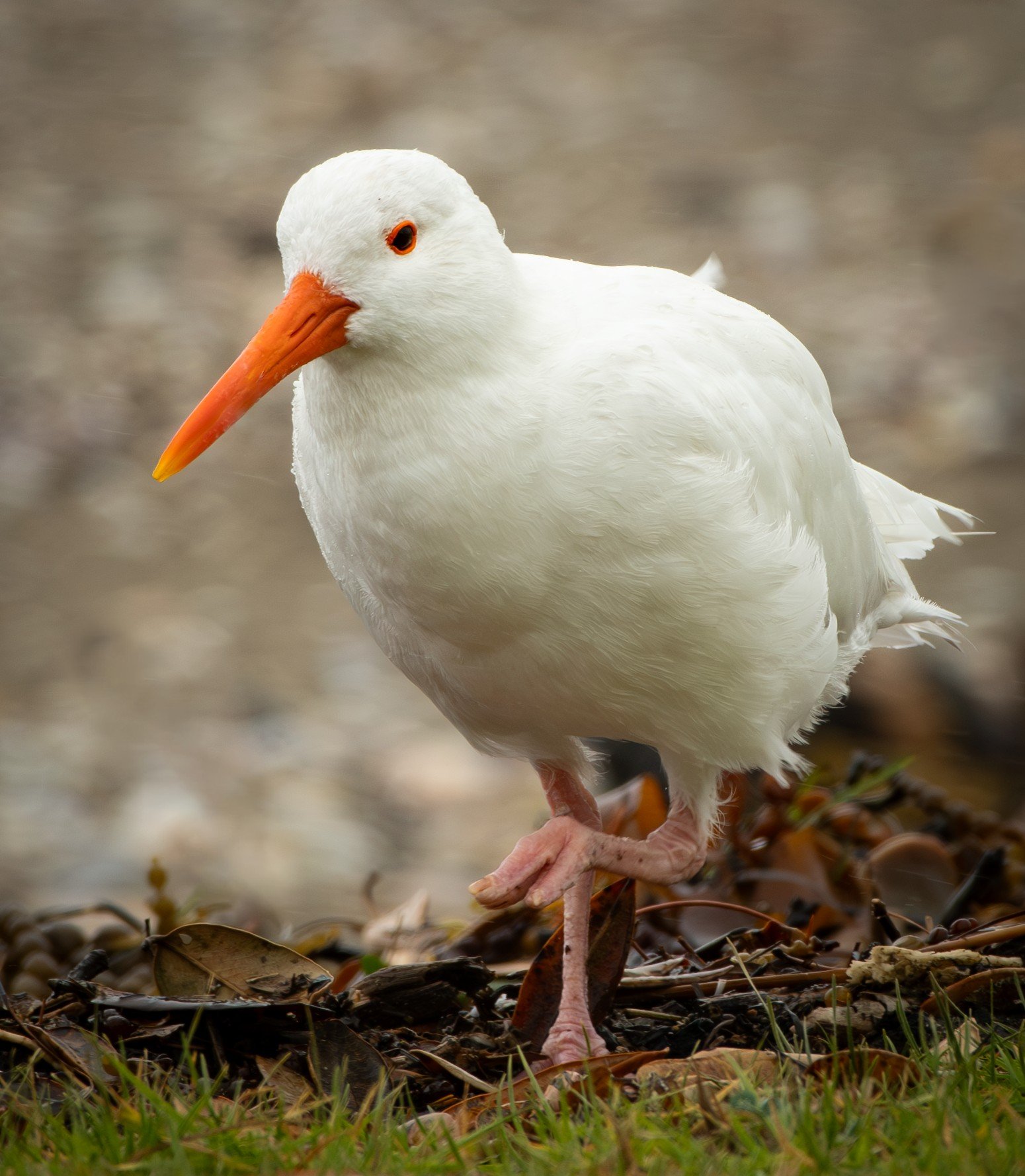 283 ALBINO OYSTERCATCHER - MARAETAI COAST