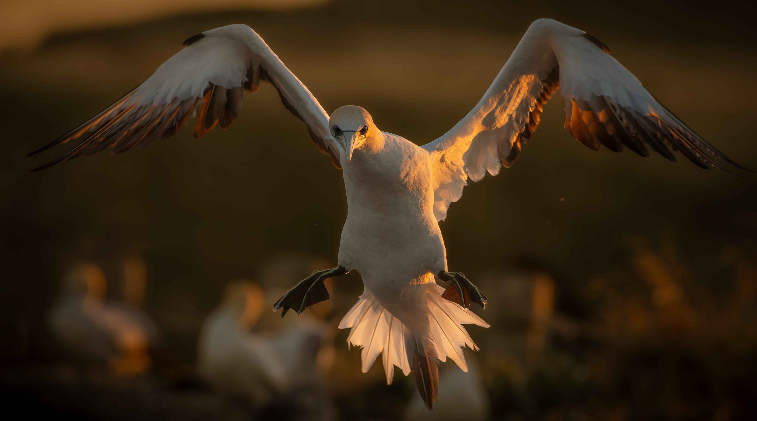 281 GANNET LANDING - CAPE KIDNAPPERS