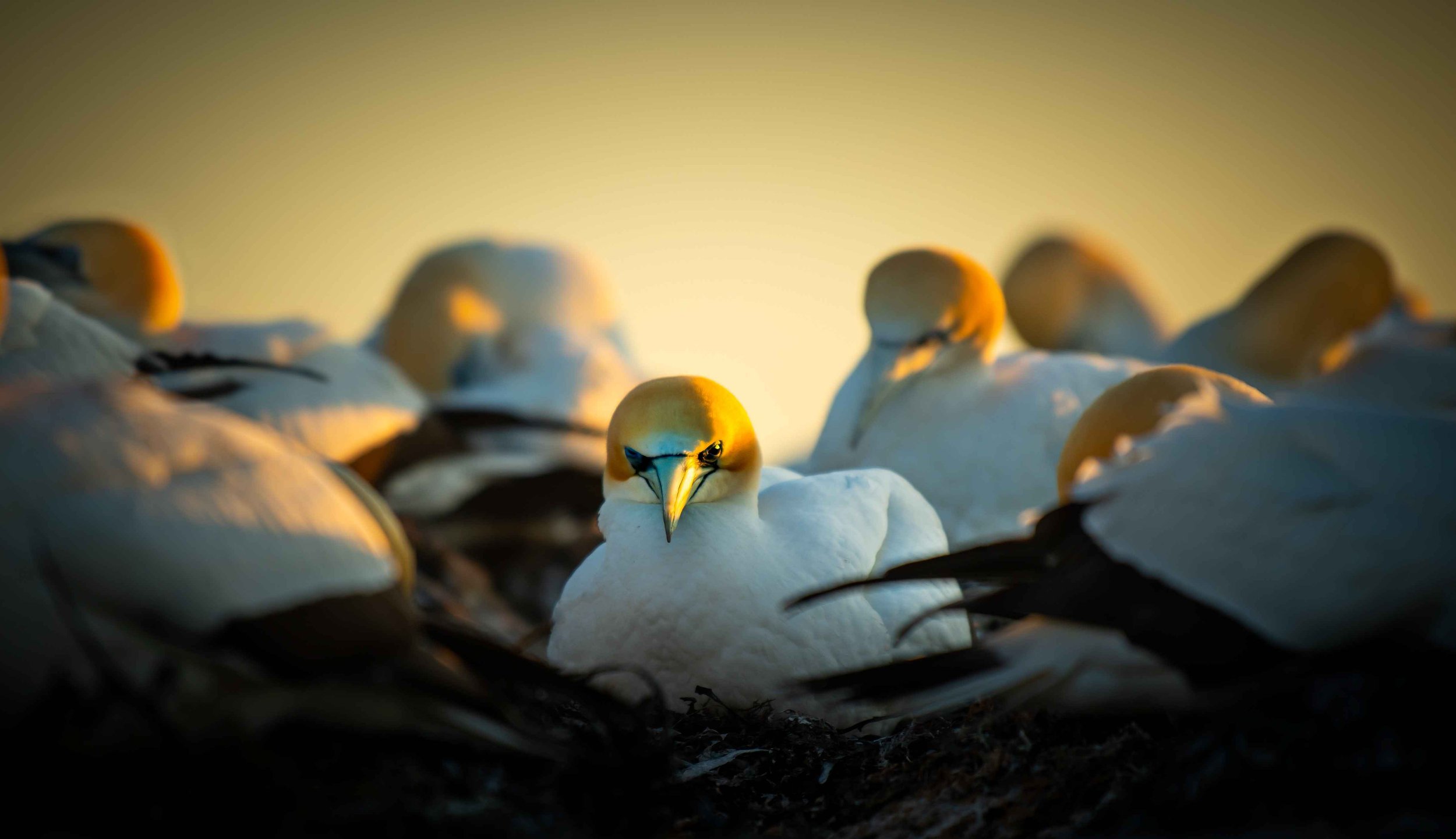 85 GANNETS - CAPE KIDNAPPERS