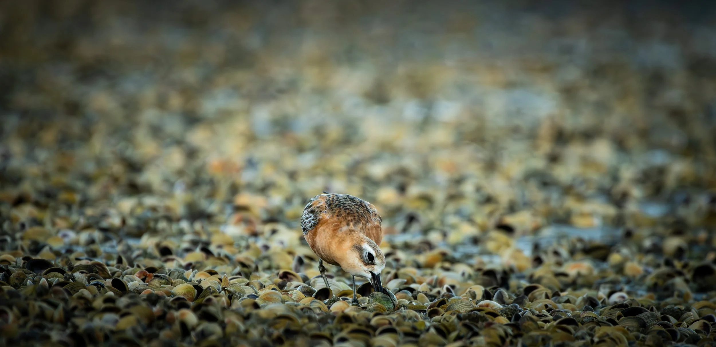 770 NEWZEALAND DOTTEREL - MANGAWHAI
