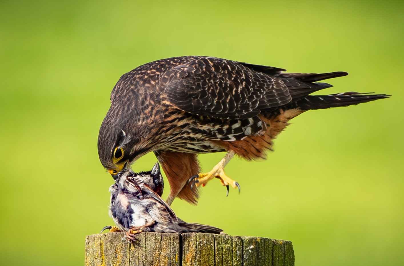 545 NEWZEALAND FALCON EATING SPARROW - GREYTOWN