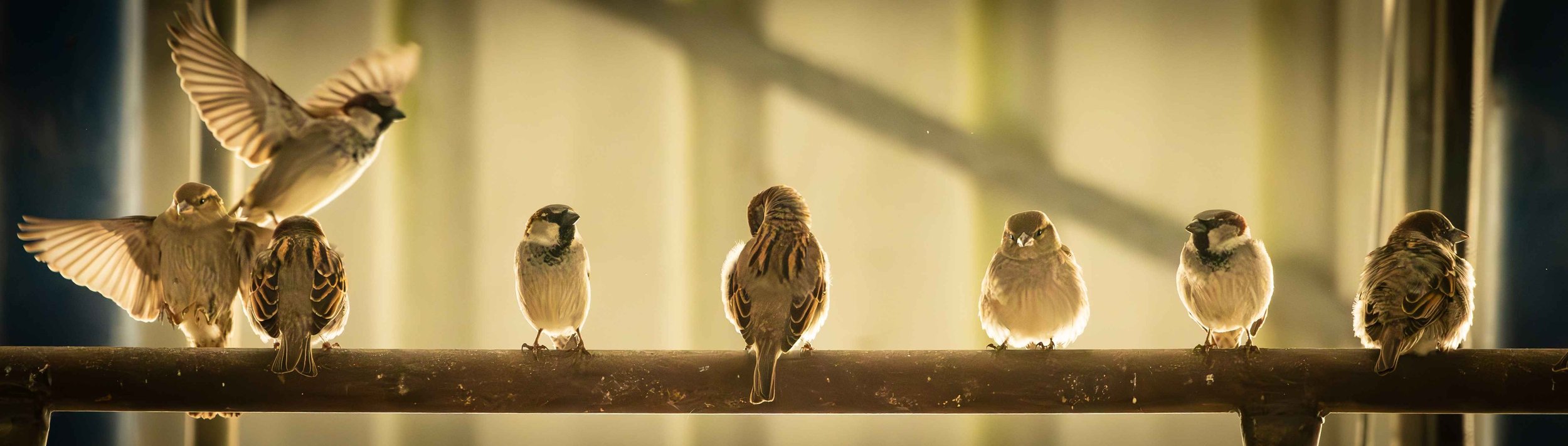 572 SPARROW LINE-UP - GREYTOWN