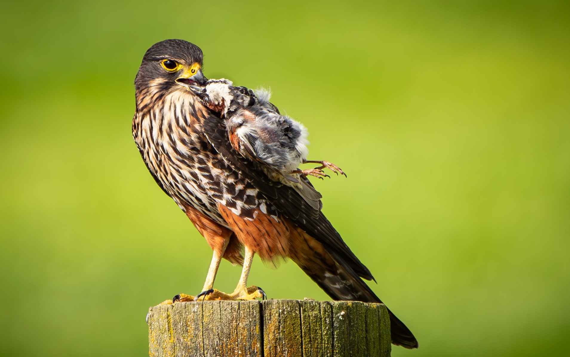 550 NEWZEALAND FALCON EATING SPARROW - GREYTOWN