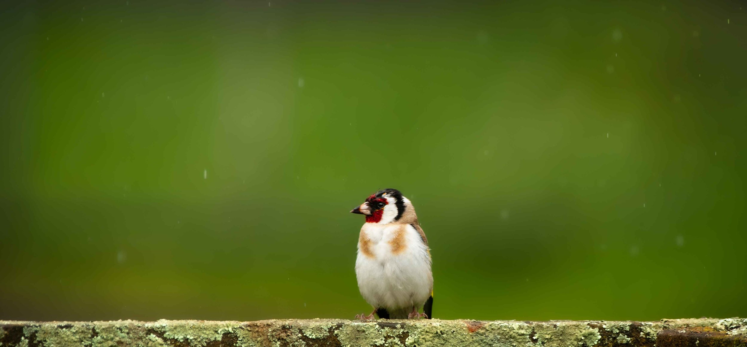 662 GOLDFINCH - GREYTOWN