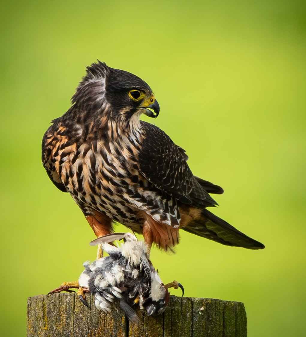 544 NEWZEALAND FALCON EATING SPARROW - GREYTOWN