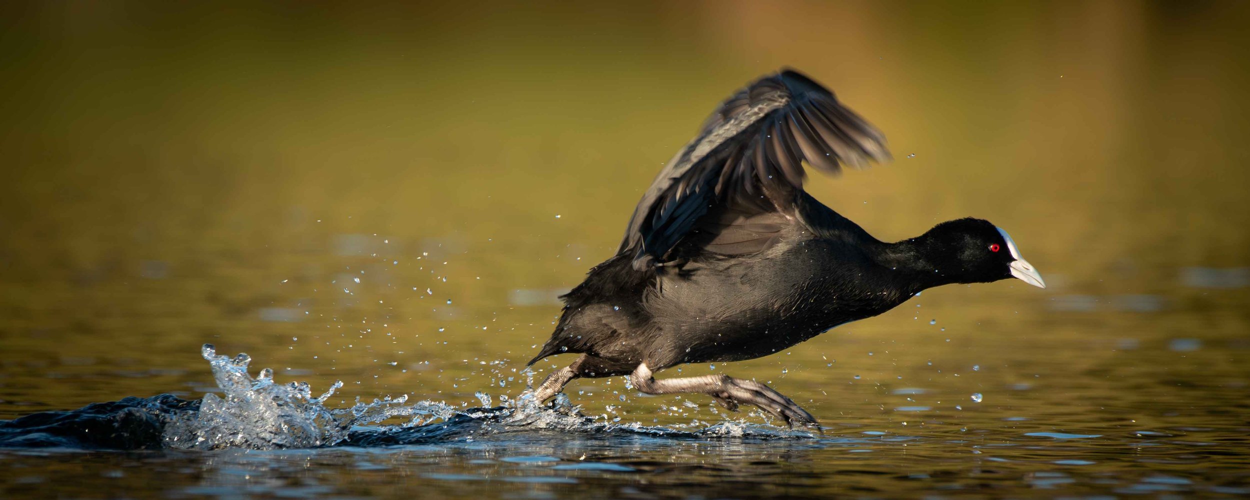 251 AUSTRALASIAN COOT - KAIAPOI