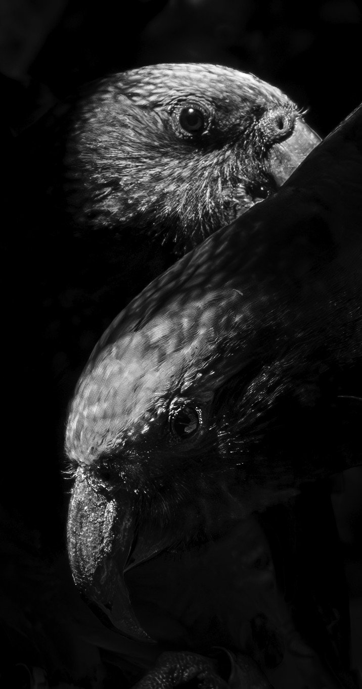 745 KAKAS - PUKAHA