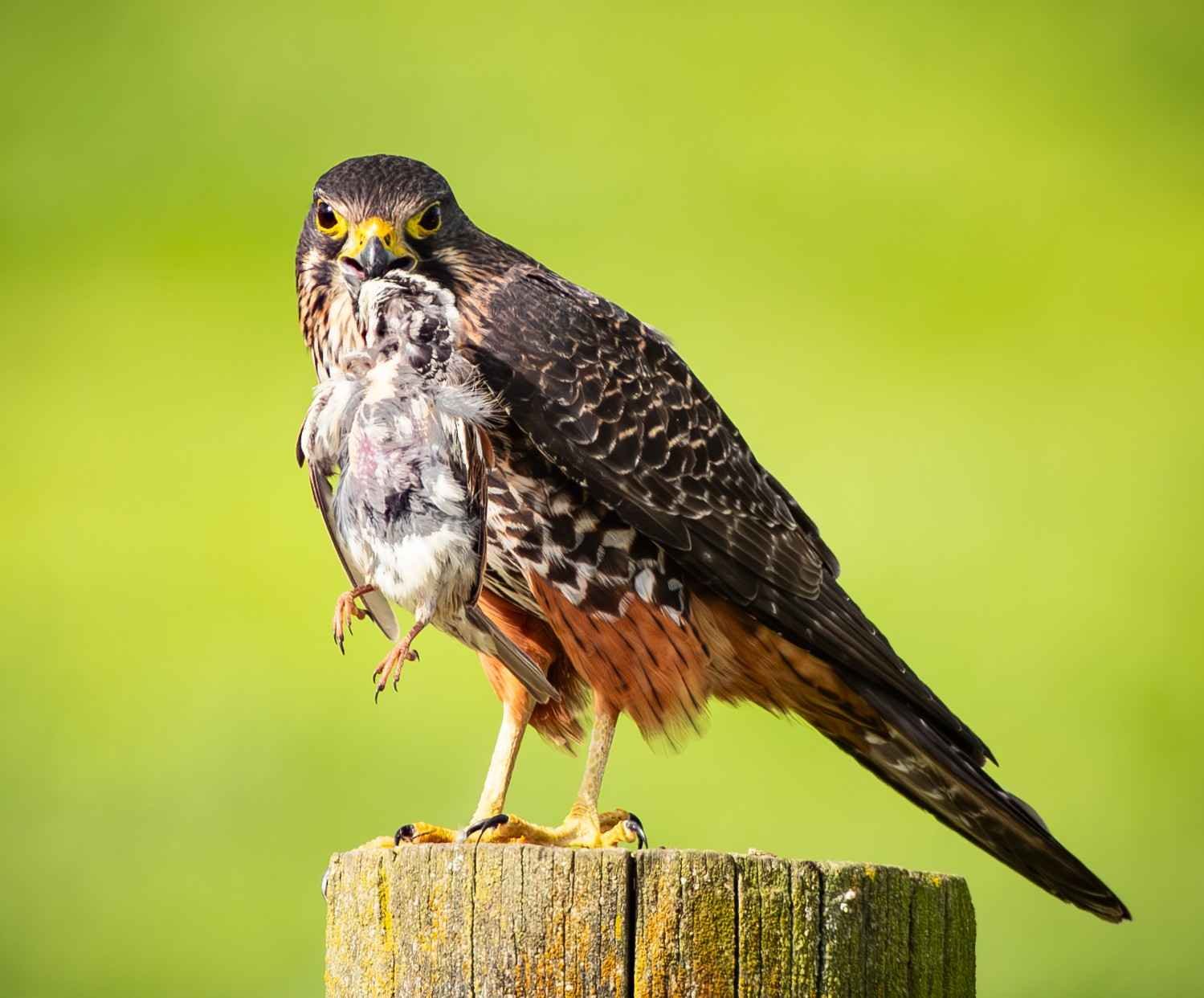548 NEWZEALAND FALCON EATING SPARROW - GREYTOWN