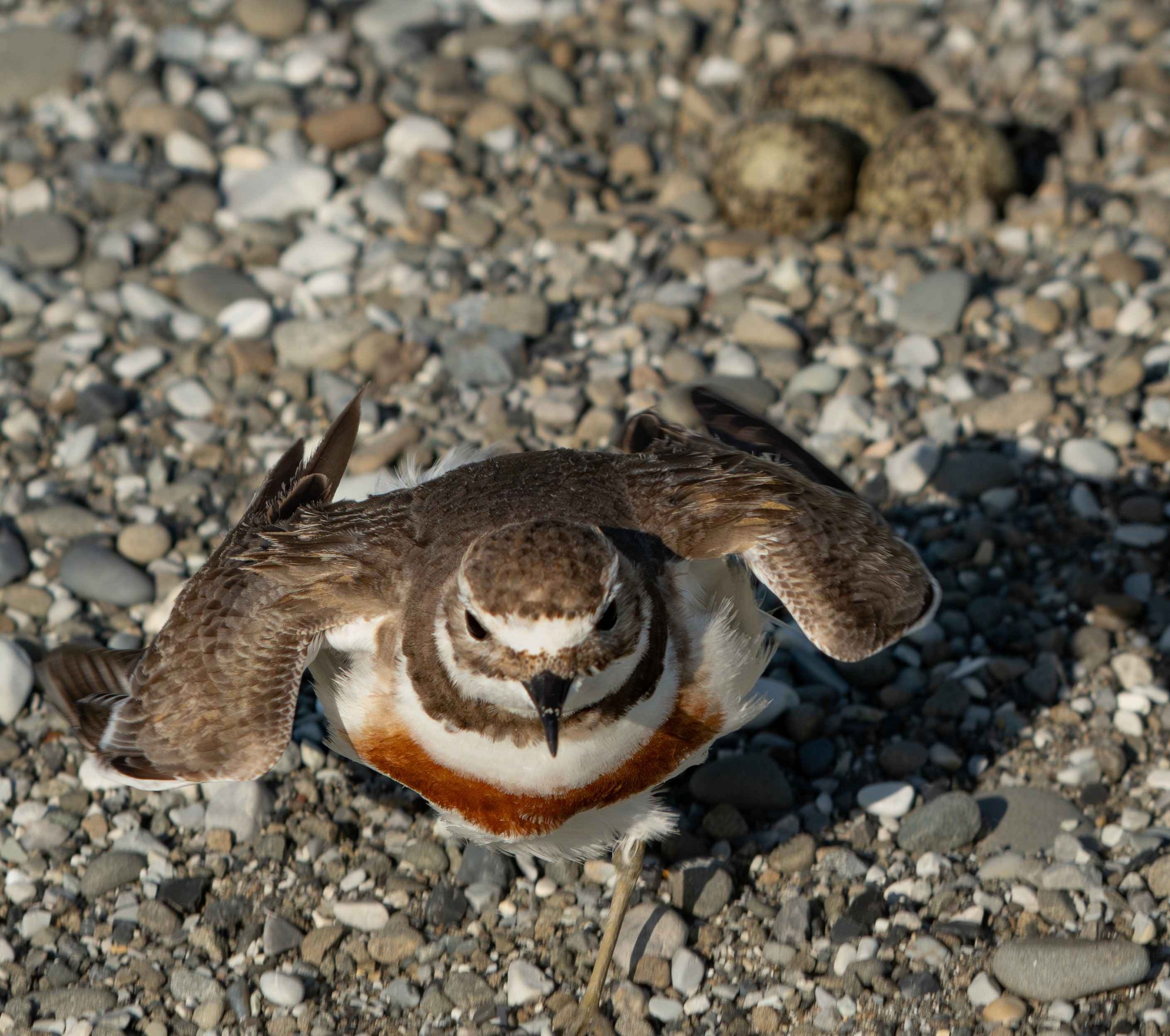 444 BANDED DOTTEREL DEFENDING NEST - OKIWI BAY