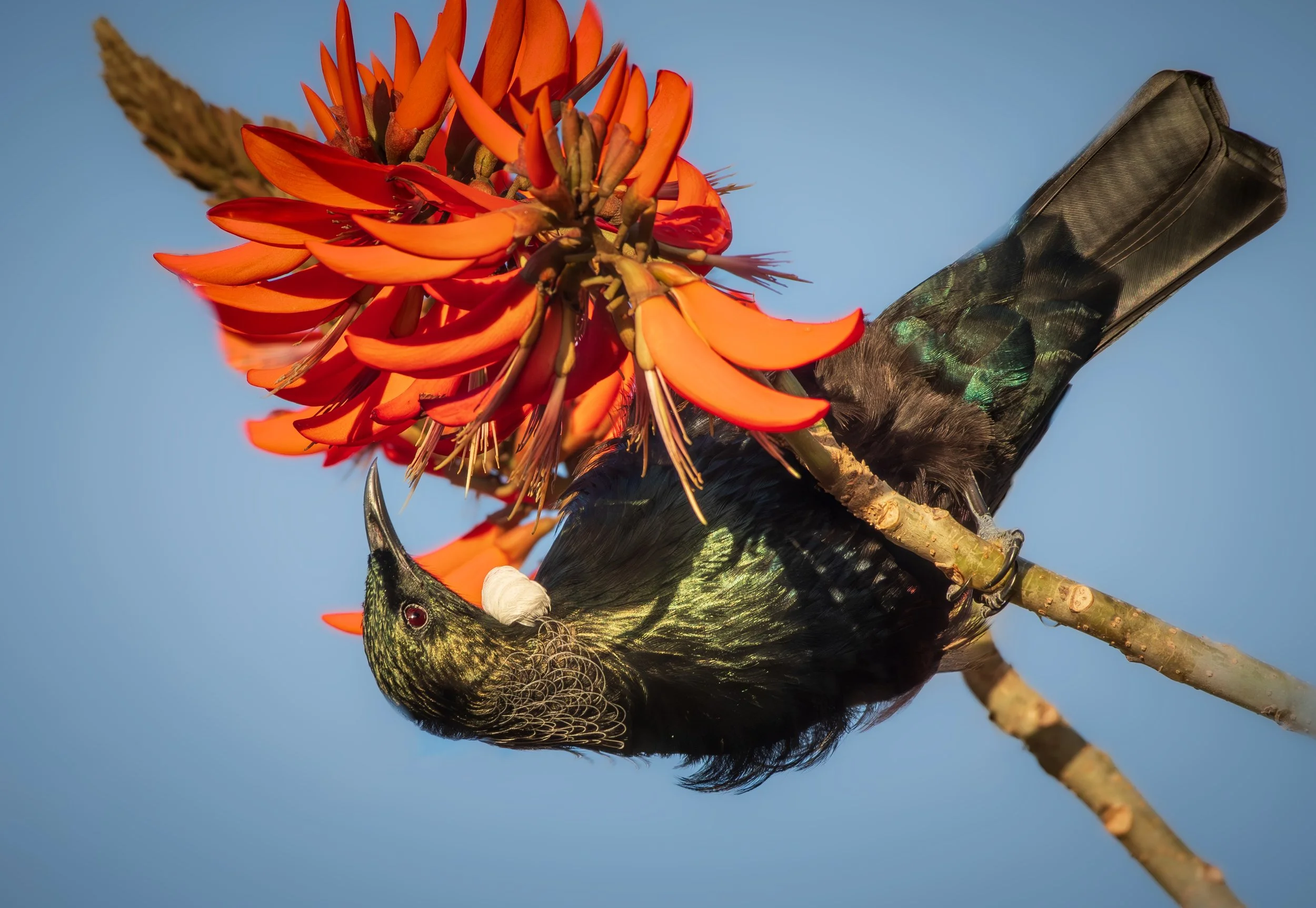 772 TUI ON FLAME TREE - MANGAWHAI