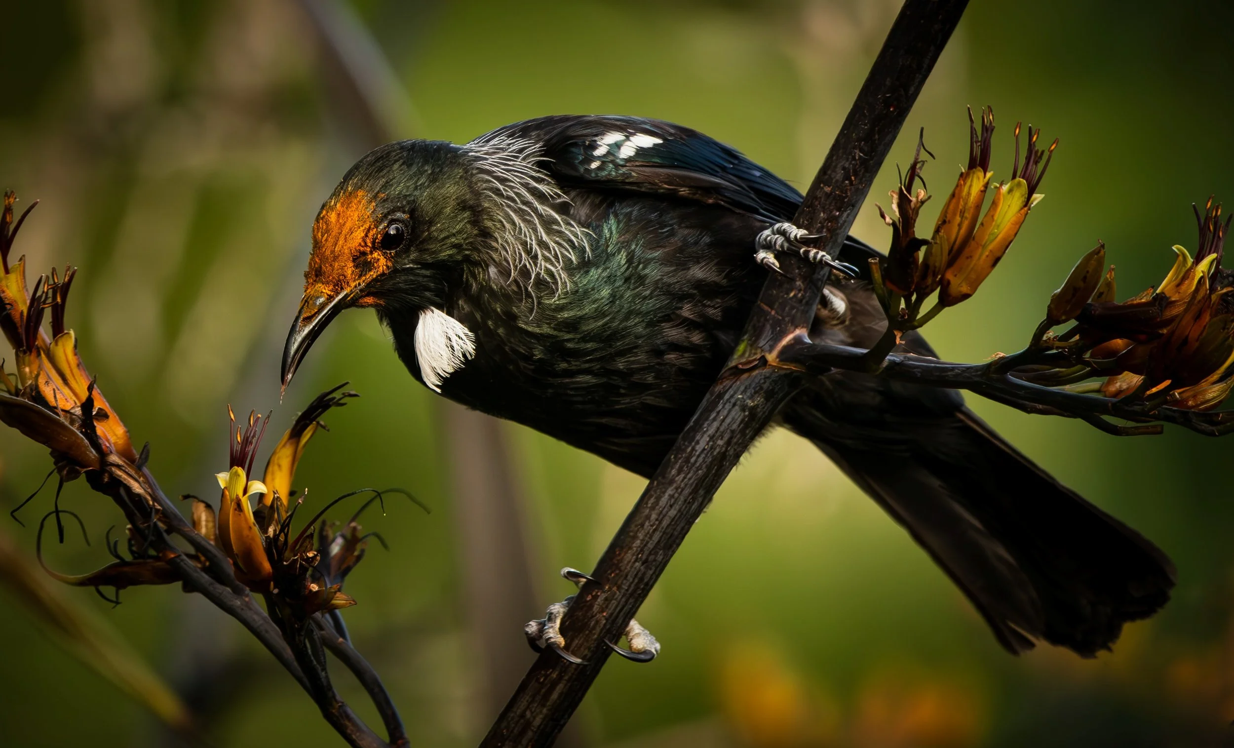 758 TUI ON FLAX - WAIRAKEI