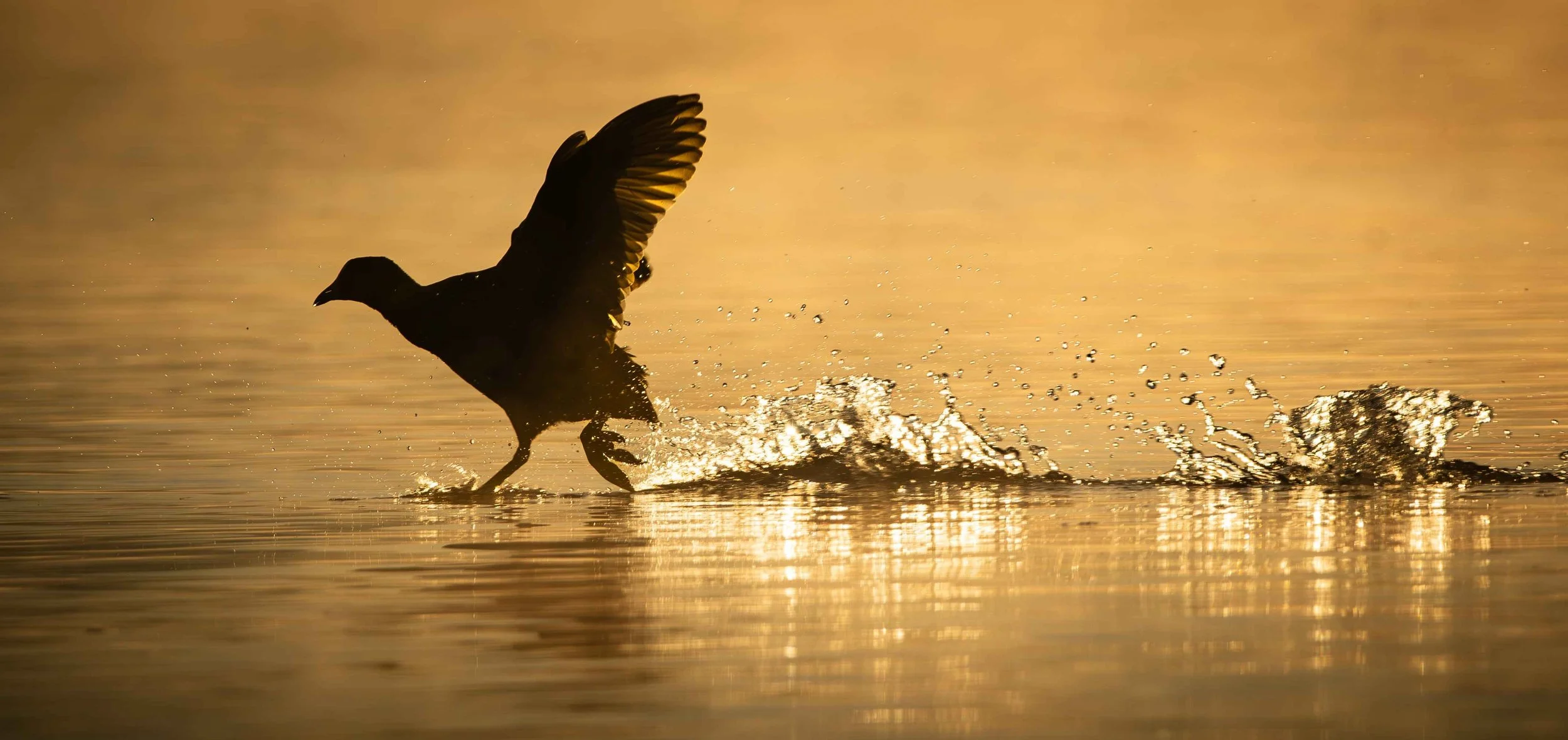 411 AUSTRALASIAN COOT - HENLEY LAKE