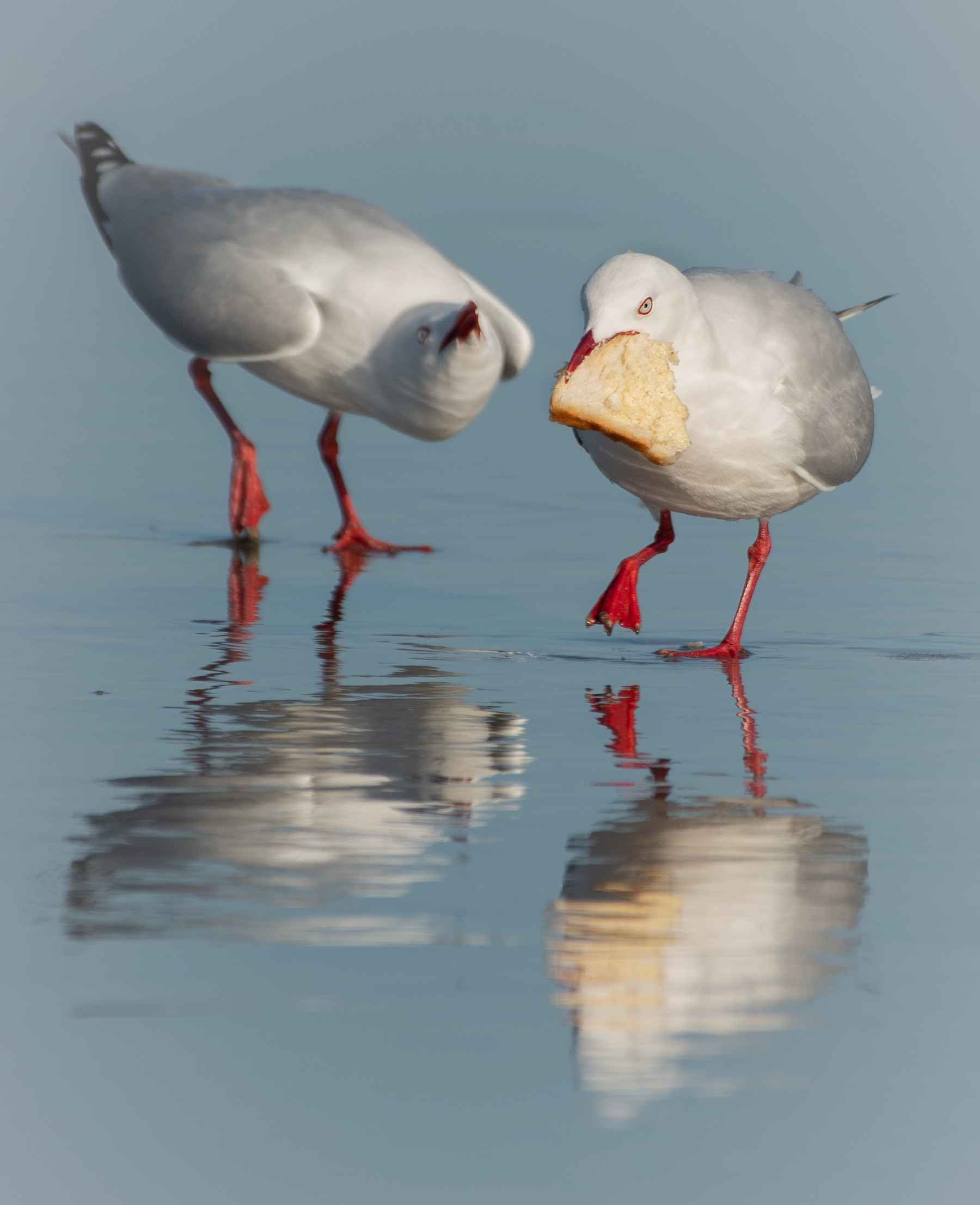 150 RED BILLED GULLS - Mt MAUNGANUI