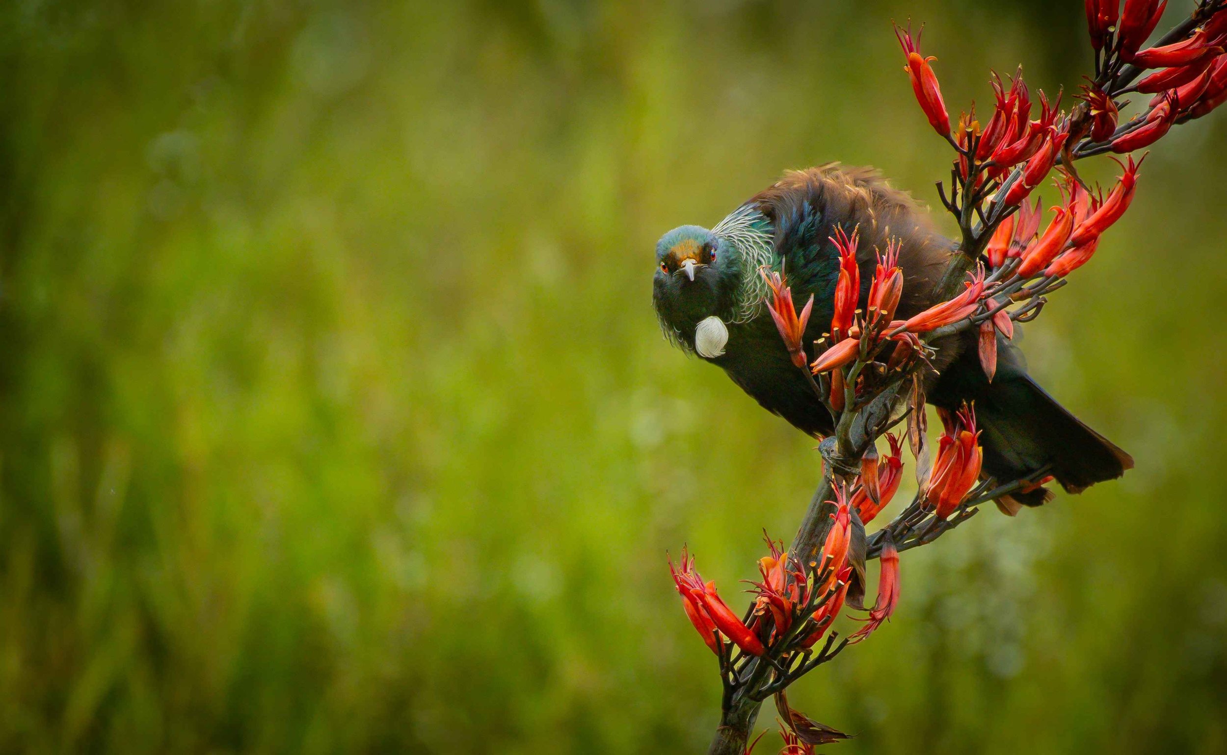 48 TUI ON FLAX STEM - OHAKUNI