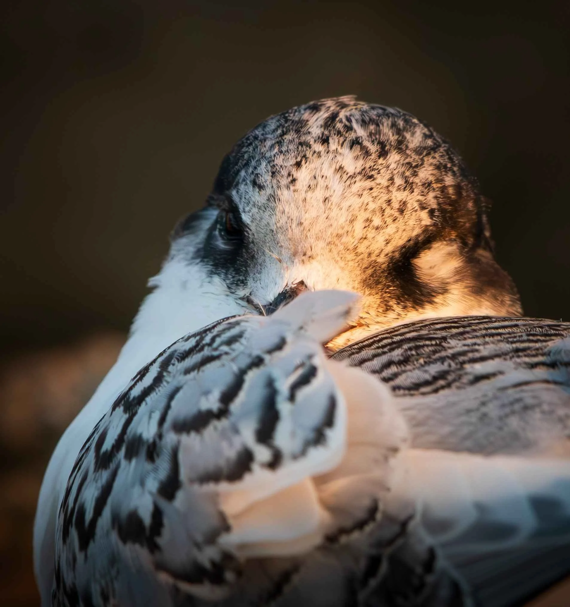 464 WHITE FRONTED TERN ADOLESCENT SLEEPING - NAPIER